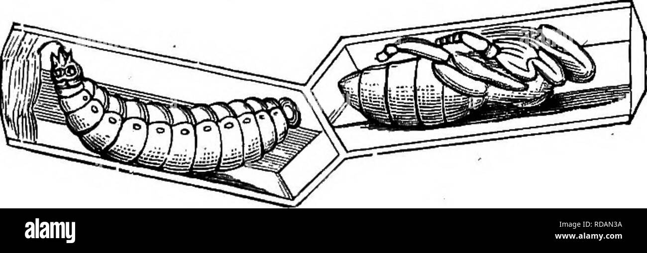 . Langstroth sull'alveare &AMP; miele delle api. Le api. 74 FISIOLOGIA OP IL MIELE-BEE. tutte lo stesso. La larva è no più presto perfettamente sbarrato, quello che comincia a girare un bozzolo dopo il modo del baco da seta e Cheshire ci insegna che esso non racchiudere gli insetti, ma è solo in corrispondenza della imboccatura della cella, "e in nessun caso si estende lontano verso il basso i lati." per tornare a Bevan: 169. "'Wheii ha subito questo cambiamento, che di solito ha portato il nome di ninfa, o pupa. Essa ha ormai raggiunto la sua piena crescita e la grande quantità di nutrimento che essa ha preso serve come un negozio per lo sviluppo delle Foto Stock