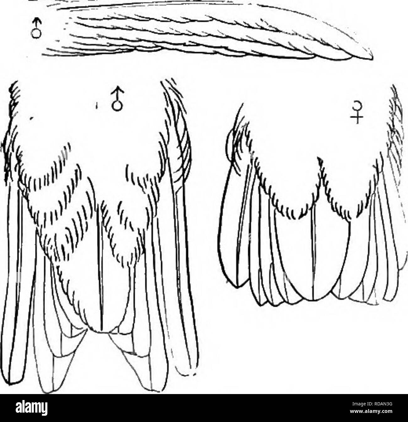 . Chiave per uccelli del Nord America. Contenente un conciso conto di ogni specie di vita e di uccelli fossili attualmente conosciuti dal continente nord del Messico e degli Stati Uniti, di confine inclusive della Groenlandia e la Bassa California, con il quale sono incorporati generali di ornitologia: un contorno della struttura e la classificazione degli uccelli; e campo ornitologia, un manuale di raccolta, preparazione e conservazione degli uccelli. Gli uccelli; uccelli. 464 sinossi sistematica. -PICABI^- GYPSELIFOBMES.. interamente verde, questi avente estremità scura in rufus 9 ; rufous sulla coda laterale-piume confinato alle loro basi e di l Foto Stock