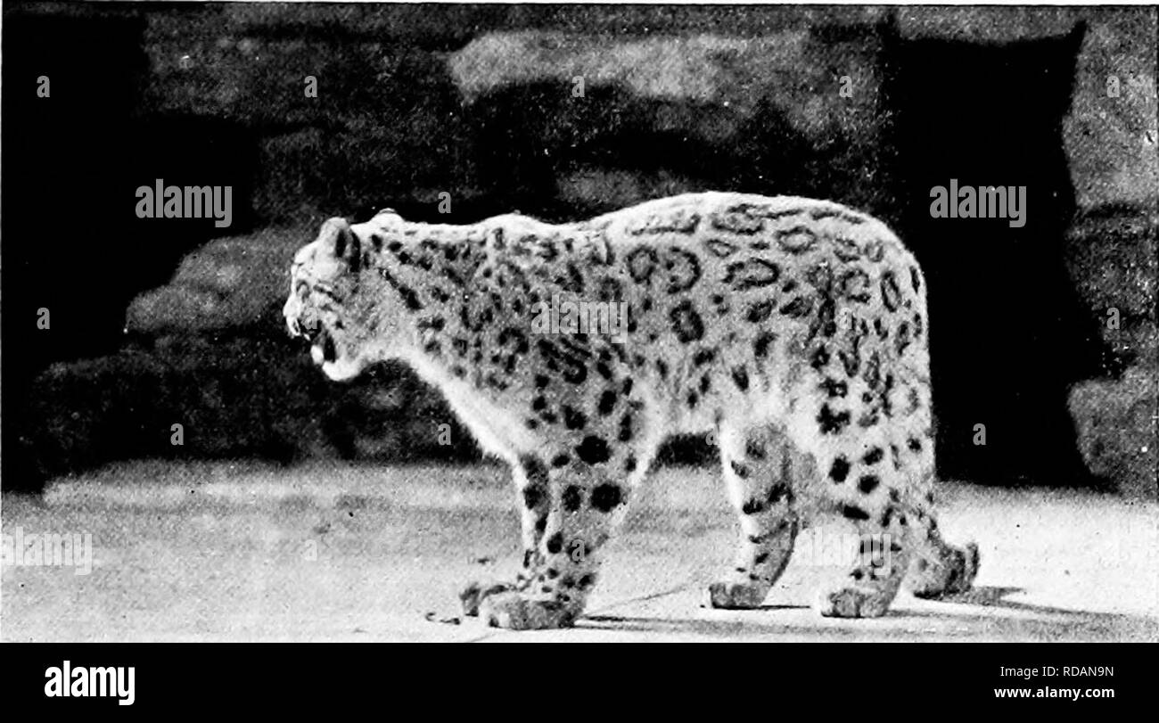 leone delle nevi - 5 Leone di neve Foto e Immagini Stock in Bianco e Nero - Alamy