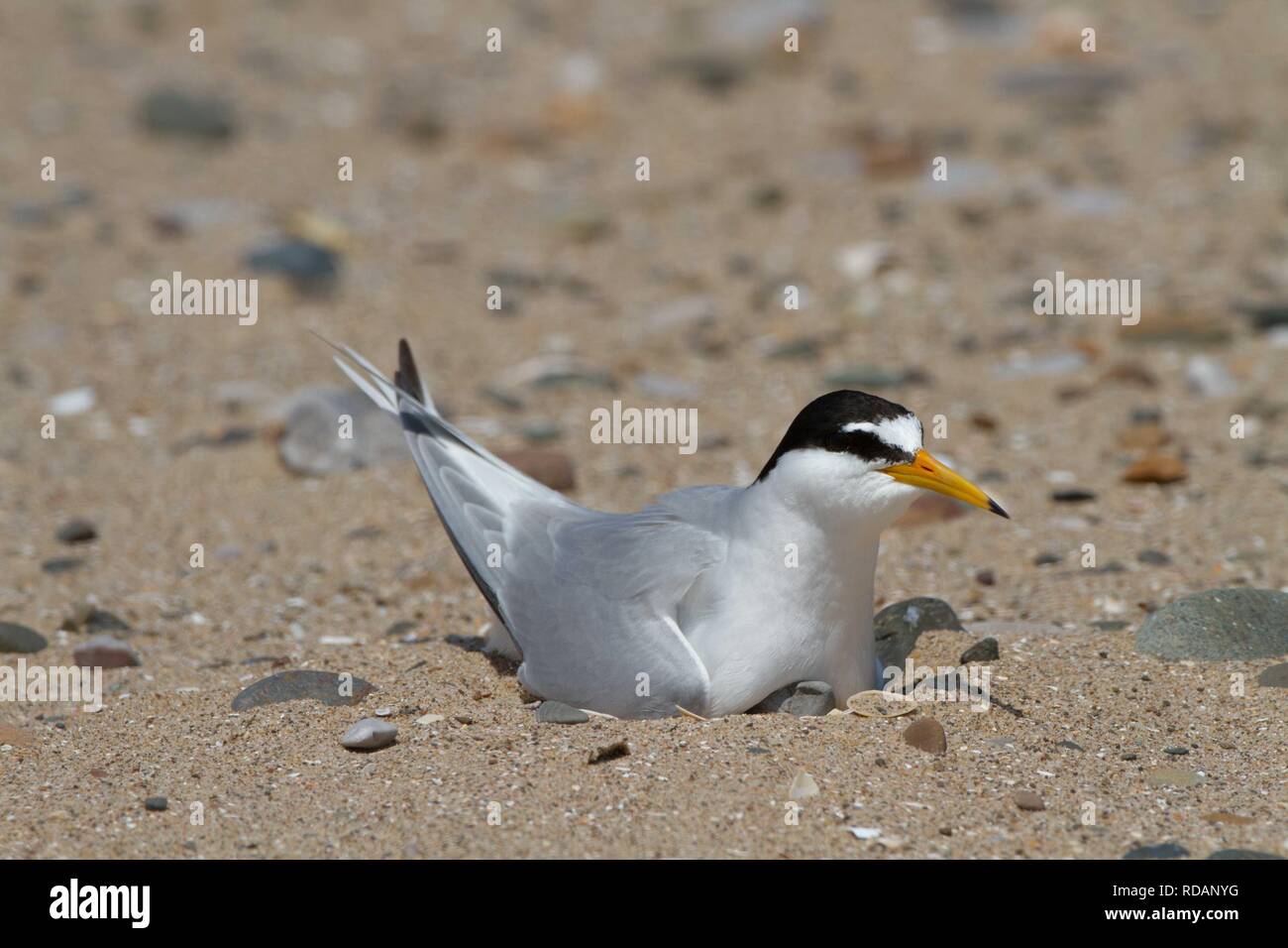 Fraticello (Sterna albifrons ) seduta sul nido sulla spiaggia , Foto Stock