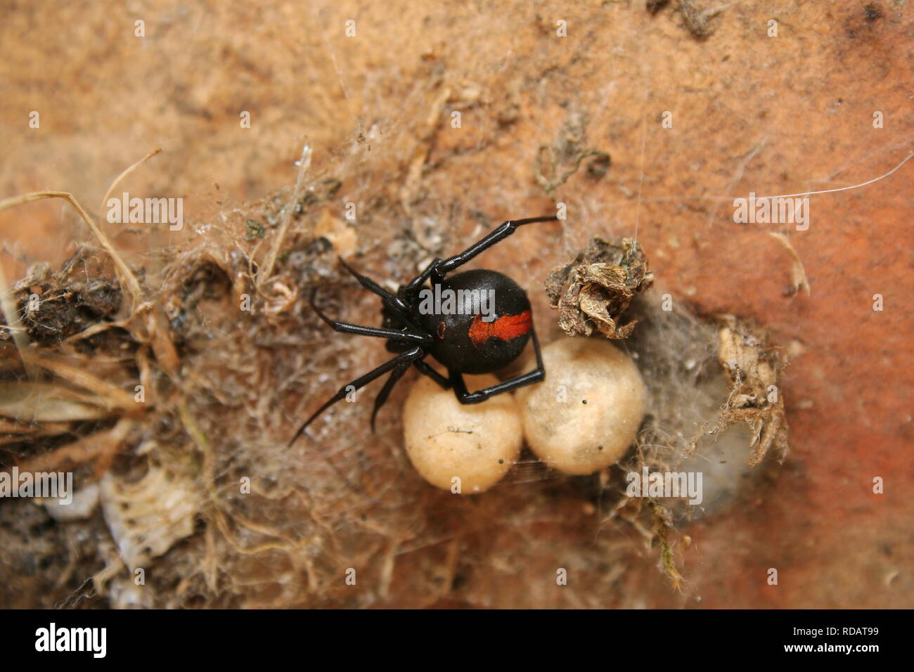 Femmina Redback Spider, (Latrodectus hasseltii), proteggendo le sue sacche d'uovo. Foto Stock