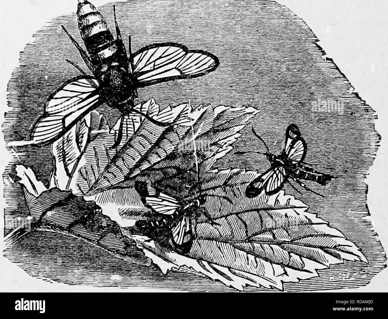 . Il popolare di storia naturale . Zoologia. 552 CLEARWING falene. visione di perforazione con la quale tale volo è sempre accompagnata, la cattura della tignola è una questione di non piccola difficoltà, e quando essa si assesta, il tranquillo sobrio sfumature di colore del suo piumaggio rendono in modo simile al colore per gli oggetti su vhich appoggia, che l'occhio può difficilmente distinguere il suo contorno; ed essendo dotato di un apprezzamento istintivo degli oggetti più adatto per il suo occultamento, è sicuro di scendere sulla superficie di alcuni che presenta sfumature di colore simile a quelli del suo corpo e le ali. Nella curiosa falene di cui il Hylas è una buona e Foto Stock . Il popolare di storia naturale . Zoologia. 552 CLEARWING falene. visione di perforazione con la quale tale volo è sempre accompagnata, la cattura della tignola è una questione di non piccola difficoltà, e quando essa si assesta, il tranquillo sobrio sfumature di colore del suo piumaggio rendono in modo simile al colore per gli oggetti su vhich appoggia, che l'occhio può difficilmente distinguere il suo contorno; ed essendo dotato di un apprezzamento istintivo degli oggetti più adatto per il suo occultamento, è sicuro di scendere sulla superficie di alcuni che presenta sfumature di colore simile a quelli del suo corpo e le ali. Nella curiosa falene di cui il Hylas è una buona e Foto Stock