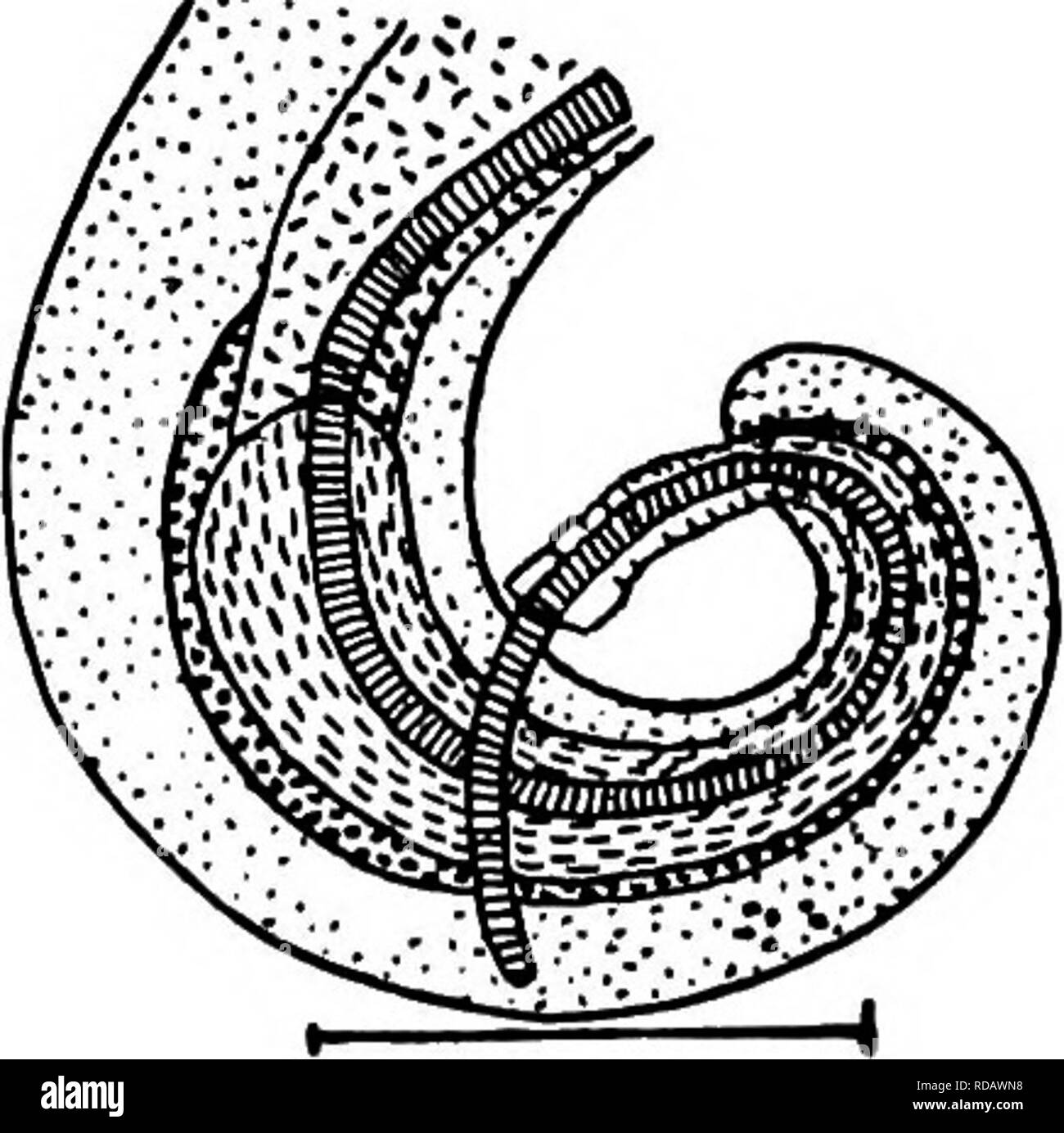 . Di acqua fresca biologia. Biologia di acqua dolce. 534 di acqua fresca 74 di Biologia (71) Senza papille sulla coda del maschio e con singolo cieco intestinale. Hysterothylacium Ward e Magath. Estremità anteriore con strette ali laterali. Labbra tre, non prominente. Esofago lungo e snello, con bulbo terminale. Intestino con brevi e semplici cieco alla estremità anteriore, estendentisi posteriad. I maschi con due uguali spicole. Femmine sconosciuto. Specie Tipo. Hysterothylacium brachyurum Ward e Magath. Maschio 32 mm. lunga; larghezza massima 0,66 mm. Ala laterale di un quarto di larghezza del corpo. Esofago 3.1 mm. lungo, o.i a 0,13 ram. ampio; lampadina Foto Stock