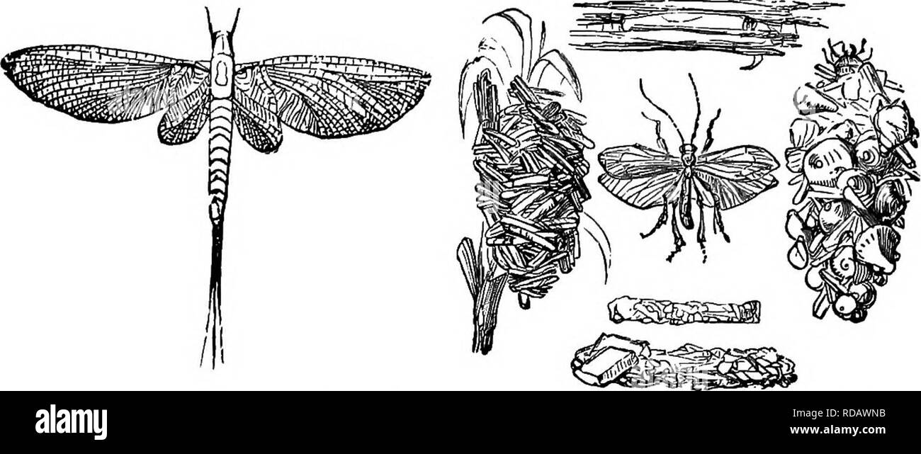 . Il popolare di storia naturale . Zoologia. Il CADDIS fLY. 541 al fine di consentire la Ant-Lion per estrarre i succhi degli insetti sulla quale esso alimenta la curva interna su ogni mandibola è profondamente scanalato, e un'altra porzione delle ganasce, tecnicamente chiamato la mascella, riproduce entro la scanalatura. La larva, semi-affondato nel suo pit-caduta, è mostrato nella parte inferiore sinistra angolo dell'immagine. Il maggio-fly è stata a lungo famosa per il breve spazio di vita, di un solo giorno a volte testimoniando il suo ingresso in perfetto stato e la sua partenza definitiva dal mondo. L'idea popolare relative a questi ho Foto Stock