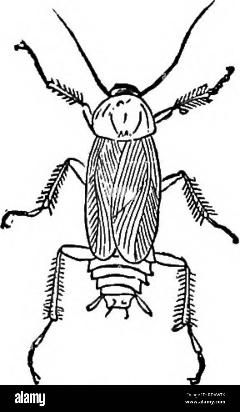 . Il popolare di storia naturale . Zoologia. 534 scarafaggio. La più grande specie britannico è quello che qui è dato. È molto raro, e raramente visto come esso solo abita in riva al mare e non visualizza mai la stessa fino al tramonto. Ho un bel campione che è stato catturato sulla sabbia vicino a Folkestone, nel mese di luglio. Ortoterri. Un grande e importante ordine riesce la Earwigs, contenente alcuni dei migliori, e allo stesso tempo più grotesquely formata membri della tribù di insetti. In questo ordine si includono le cavallette cavallette, grilli, scarafaggi e foglia e stick insetti ; Foto Stock