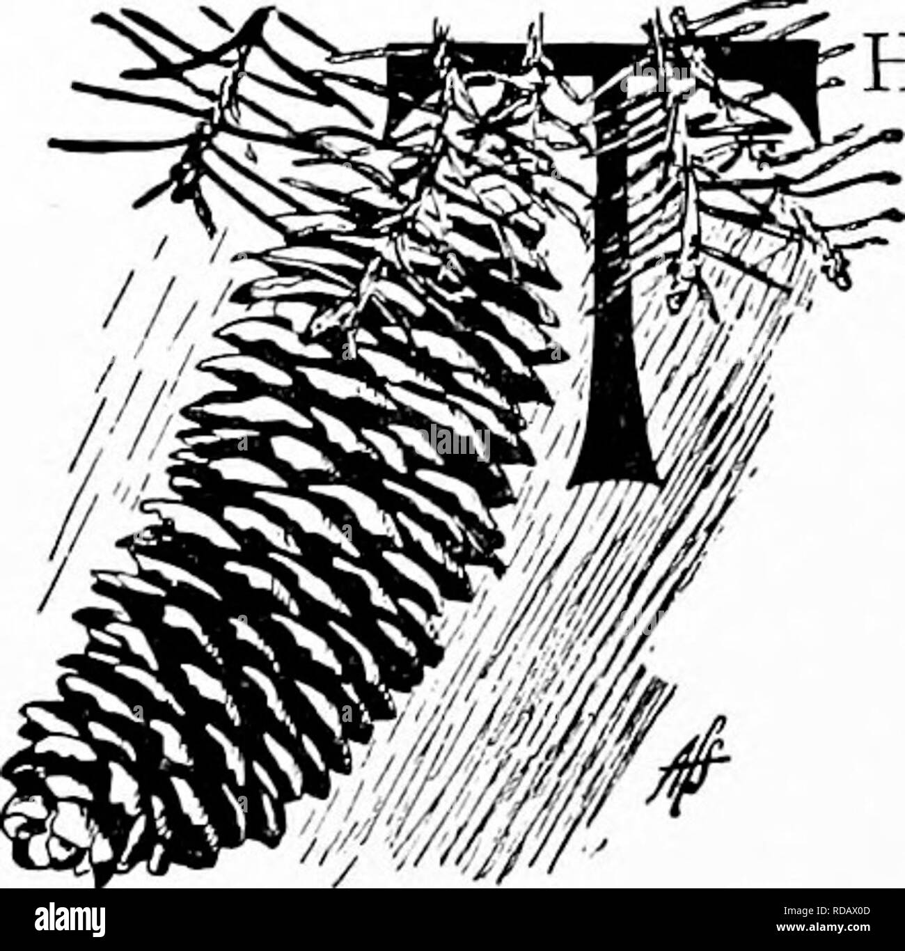 . Manuale di natura-studio per insegnanti e genitori, basato sulla natura di Cornell-studio di volantini. Lo studio della natura. 796 Handbook of Nature-Study g. Quanto tempo i pini live? Scrivere una storia di tutto ciò che è accaduto al tuo quartiere poiché il pino che voi state studiando è stata piantata. lo. Rendere i disegni seguenti: un fascio di aghi di pino che mostra la guaina e il suo attaccamento al ramoscello; il cono; il cono scala; il seme. Disegna un albero di pino. Letture supplementari-alberi in prosa e poesia, pagg. 32, 151, 152; lo spirito del pino, Bayard Taylor; ad un pino, Lowell; Natura Foto Stock