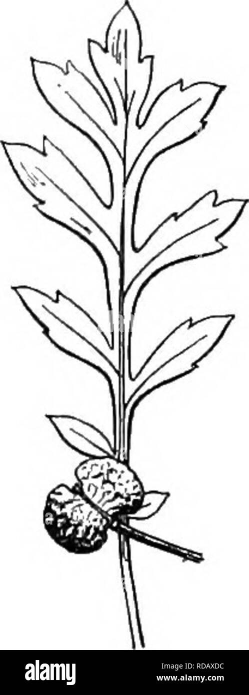 . Gray's nuovo manuale di botanica. Un manuale di piante da fiore e felci della centrale e nord-est degli Stati Uniti e del Canada adiacenti. La botanica. 426 CKTJCIFEKAE (senape famiglia) * * stelo-foglie con un parzialmente sagittata base di aggancio, piuttosto affollata. Â ^ 5. L. CAMPESTKE (L.) E. BV. Mimitey doiony morbido; foglie a forma di freccia, alquanto dentate, baccelli ovali, alato, ruvida, lo stile più lungo la tacca stretta. Â Campi, banchine, ecc, diventando comuni. (Nat. fromEu.) Fig. 746. 6. L. DkXba L. perenni, vagamente annoso ; Foglie di forma ovale o oblunga, la tomaia con ampia chiusura- ing auricole; fiori Foto Stock