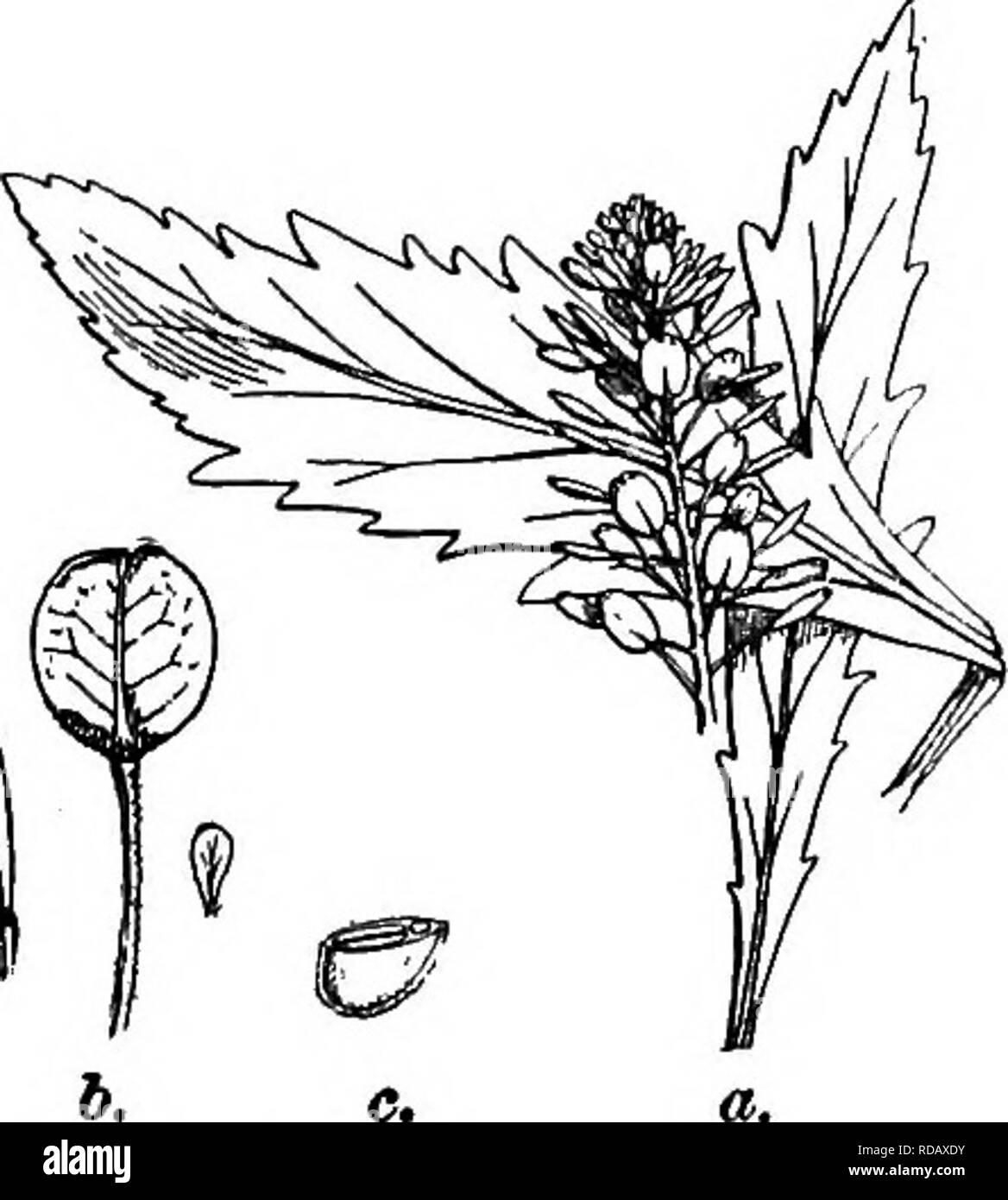 . Gray's nuovo manuale di botanica. Un manuale di piante da fiore e felci della centrale e nord-est degli Stati Uniti e del Canada adiacenti. La botanica. CEUCIFERAB (Famiglia MUSTAED) 425 'ipte-stringendo; ampiamente pod alato 1.2 cm. di diametro, profondamente intagliata nella parte superiore; stile minuto. - Luoghi di rifiuti ; non compion, tranne che lungo le nostre frontiere settentrionali, dove troppo abbondante e chiamato "Frbnchweed." (Nat. dall UE.) Fig. 741. 2. T. PEEFOLiAinM L. Foglie sessili, la tomaia subperfoliate; pod (minore di 5 mm. ampio). - Ha riferito come si verifica nei pressi di Hamilton, Ont. (Adv dall UE.) 7. [LEPfDIUM Toum.] L. Pbpperwo Foto Stock