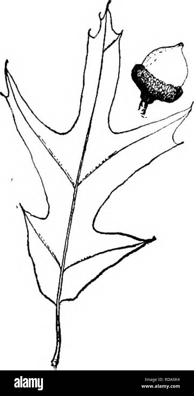 . Gray's nuovo manuale di botanica. Un manuale di piante da fiore e felci della centrale e nord-est degli Stati Uniti e del Canada adiacenti. La botanica. 684. D. velutina. metà del marrone scuro spesso puberulent striped ellissoide per subglobose piccola (1.2-2 urna. lungo) acorn; foglie lisce e Lus- trous in età, con ciuffi ascellare sotto, diventando di colore giallo pallido o bfuwii in autunno la 5-7 lobi oblunghi dentate grossolanamente a somma- mit ; corteccia grigia, dose e liscia o in età shallowly fesse, giallo chiaro all'interno. - Argilla o ghiaia, s. Mich, Man. e la. - Un me- dium-struttura di dimensioni, in abitudine detto a rese Foto Stock