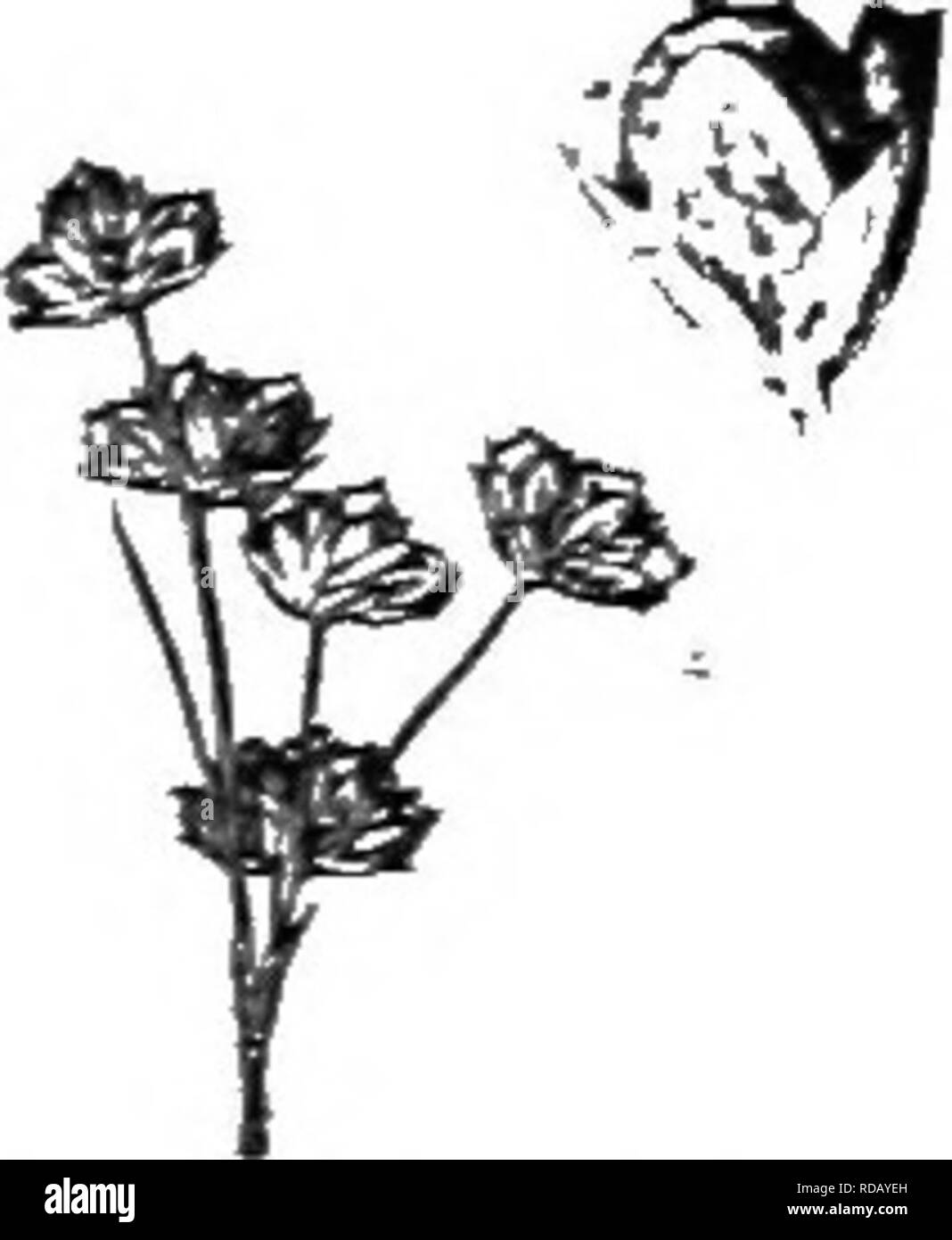 . Gray's nuovo manuale di botanica. Un manuale di piante da fiore e felci della centrale e nord-est degli Stati Uniti e del Canada adiacenti. La botanica. JTJNCACEAE (RUSH FAMIGLIA) 600. J. repens. Infiorescenza x%. circa la lunghezza della guaina scarious awl-pomterl bract; fiori e pallido rossastro (3-4 mm. di lunghezza) ; sepali foglie lanceolate e acuti; petali Dbtusish, J la lunghezza del trigonous-ovoidale acuta o acuminate capsula pallido (5-0 mm. di lunghezza), fintanto che la slanciata stami filamenti ; molte volte di più di quelli di antere oblunghe ; recurved gli stimmi più corta di stile; semi, oblunga con un molto loos Foto Stock