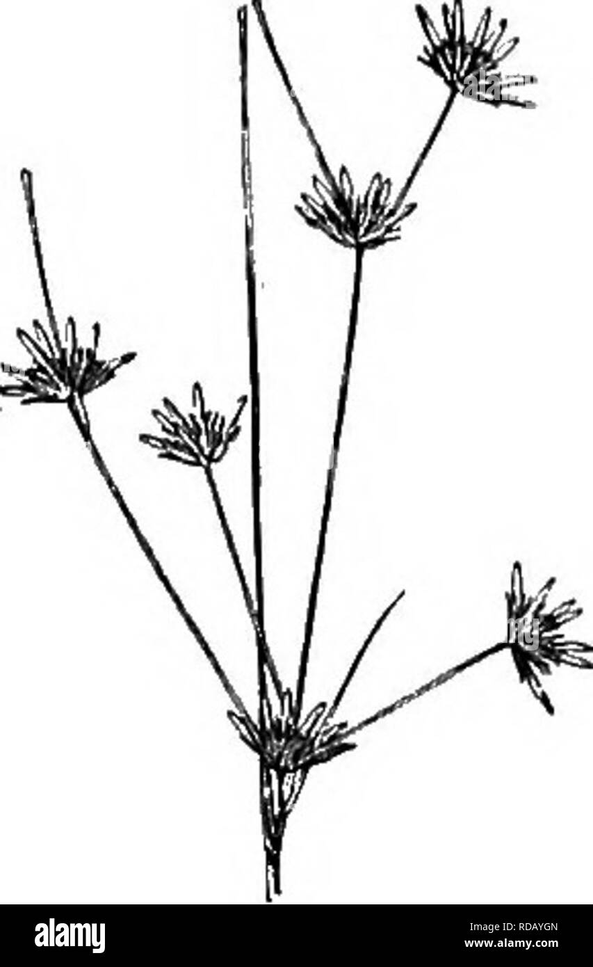 . Gray's nuovo manuale di botanica. Un manuale di piante da fiore e felci della centrale e nord-est degli Stati Uniti e del Canada adiacenti. La botanica. JUNCACEAE (rush famiglia) 277. Si prega di notare che queste immagini vengono estratte dalla pagina sottoposta a scansione di immagini che possono essere state migliorate digitalmente per la leggibilità - Colorazione e aspetto di queste illustrazioni potrebbero non perfettamente assomigliano al lavoro originale. Grigio, Asa, 1810-1888; Robinson, Benjamin Lincoln, 1864-1935; Fernald, Merritt Lyndon, 1873-1950. New York, American Prenota Co Foto Stock