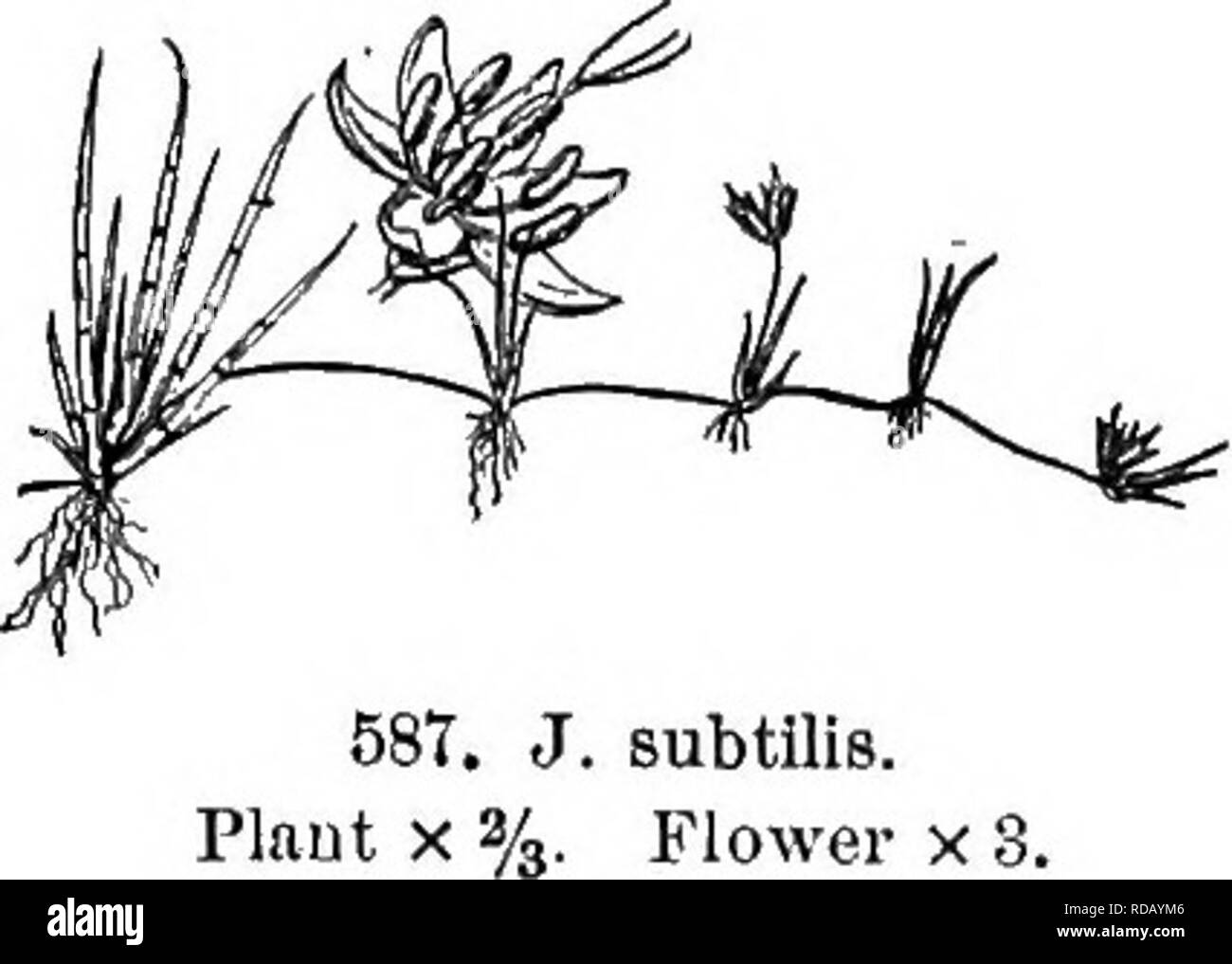 . Gray's nuovo manuale di botanica. Un manuale di piante da fiore e felci della centrale e nord-est degli Stati Uniti e del Canada adiacenti. La botanica. JUNCACBAB (Famiglia RUSH) 275. subtiliB. Flower x 8. 588. J. bulbosus. Infiorescenza x 2^. Ont. agosto sett. Â La proliferous piante di solito sono sterili e molto più grandi e con più grandi pannocchie diffusa. Fig. 586. 26. J. subtilis Mey. Lo spunto da fermi o flottanti, capillare, rossastro, in acqua diventa 4 o 5 dm. lunga, con allungata di capil- lary lascia, sulla riva formanti rosette (0,5-2 dm. Ampio) con un ciuffo di foglie di primaria (2 o 3 cm. di lunghezza) e convertitevi branch Foto Stock