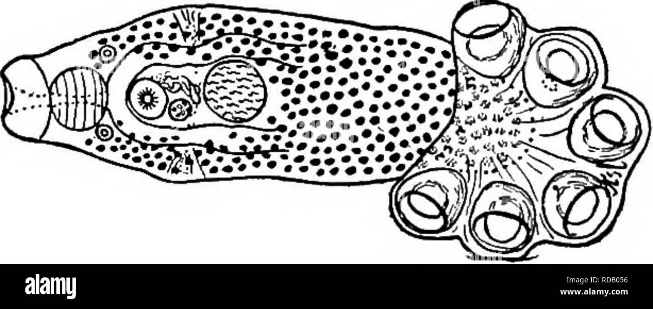 . Di acqua fresca biologia. Biologia di acqua dolce. La fio. 653. Polystoma hassaili. Vista ventrale. (Dopo Stunkard.) 18 (17, 21) genitale ganci 32 ig 19 (20) Acetabula grandi, adiacenti, non contigui; faringe inferiore a ventosa orale. . P. (Polystomoides) coronatum Leidy 1888. Corpo 3,15 da 0,83 mm. La caudale ventose 0,37 mm di diametro. Disco caudale con una coppia di grandi ganci, 0,132 mm., lungo una coppia di ganci intermedio, 0,051 mm. lungo e piccoli ganci, 0,02 mm. a lungo. Dal cibo comune terrapin (Leidy), Fig. 654. Polystoma coronatum. Vista ventrale. X 9. (Dopo Stunkard.). Si prega di notare che queste immagini Foto Stock