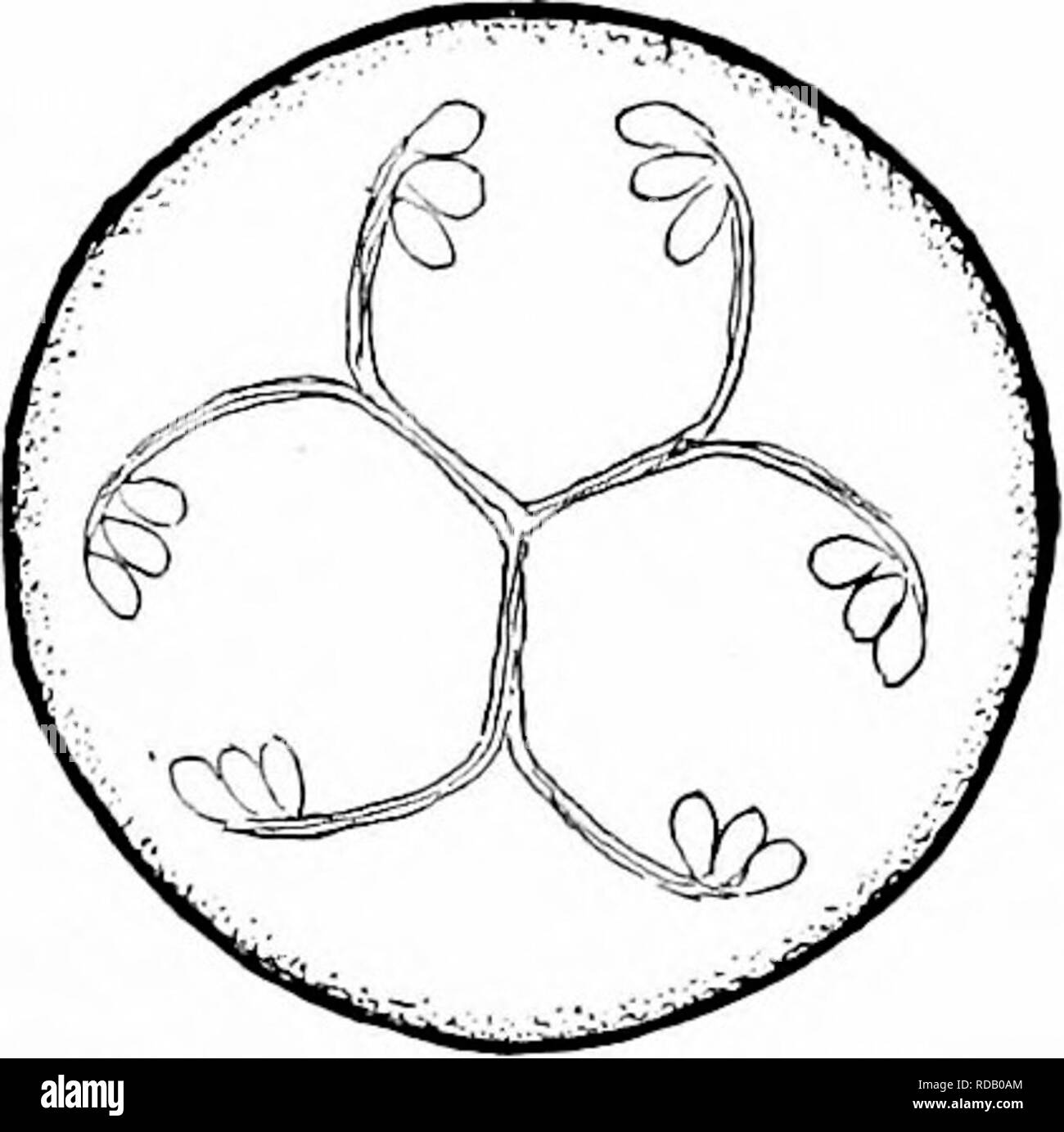. Manuale di natura-studio per insegnanti e genitori, basato sulla natura di Cornell-studio di volantini. Lo studio della natura. Studio Cultivated-Plant 679 sostenuto che le api di visitare questo fiore per amore del polline, ma sono convinto che questo non è tutta la storia. Nella base del piedistallo che supporta l'antera manopola ci appare, dopo un tempo tre incon- spicuous aperture; e se ci si guarda un'ape, vedremo che lei conosce queste aperture sono lì e spinte con impazienza la sua linguetta in giù attraverso di loro. Se dobbiamo rimuovere le antere e il piedistallo, riusciremo a trovare al di sotto di quest'ultimo, una grotta del tesoro; Foto Stock