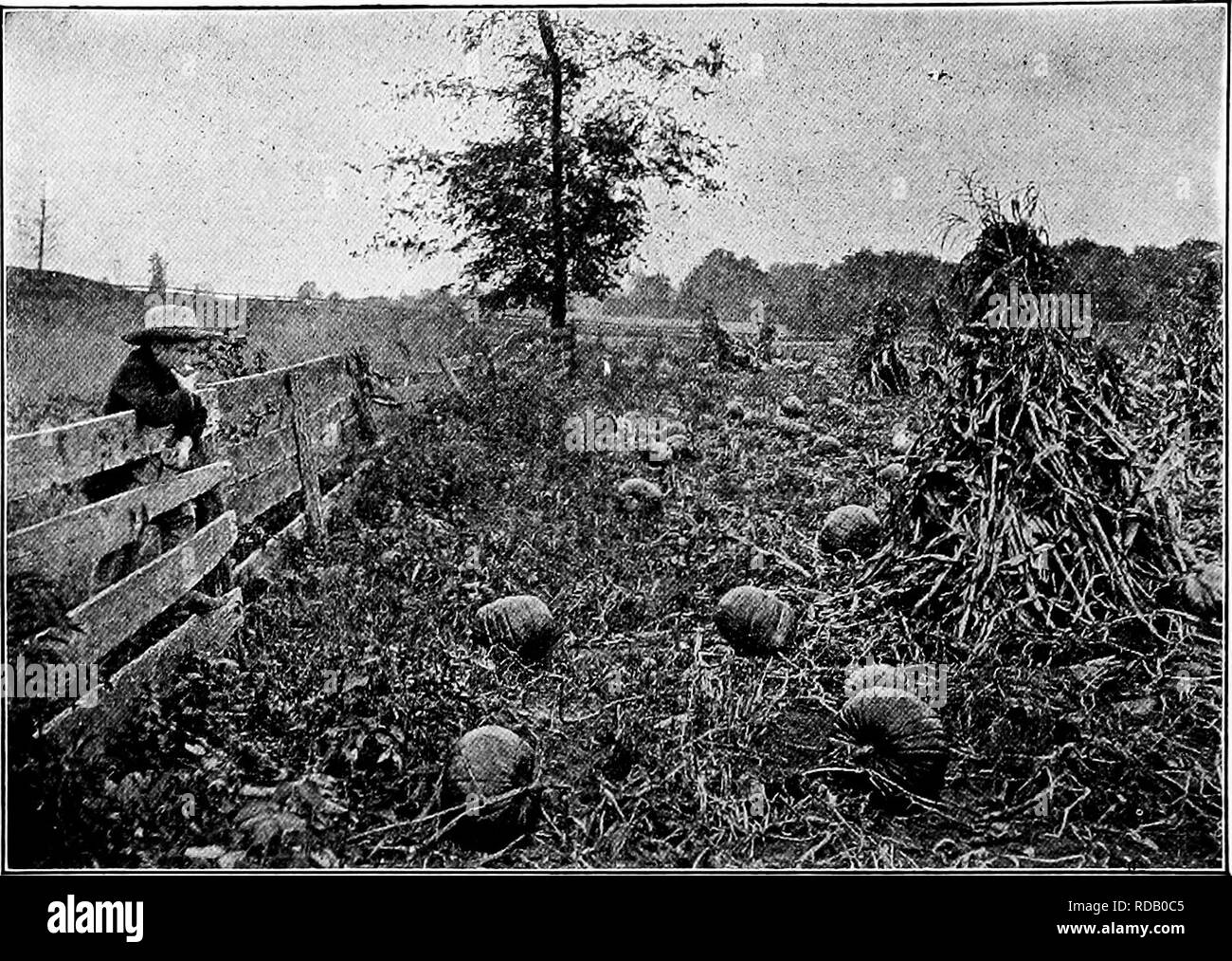 . Manuale di natura-studio per insegnanti e genitori, basato sulla natura di Cornell-studio di volantini. Lo studio della natura. 676 Handbook of Nature-Study. "Quando la brina è sul punkin e il foraggio della shock." Foto di Verne Morton. abbastanza degno supporto per così bella una foglia. E durante la nostra infanzia, era anche altamente stimato come un trombone, per essa ha aggiunto una grande ricchezza di qualità per la nostra performance orchestrale, bilanciamento del shrillness del basswood fischio e il forte ronzio del dente di leone-tubo del canotto. Crescere da un punto quasi di fronte una foglia, può essere visto che la pumpkin elab Foto Stock