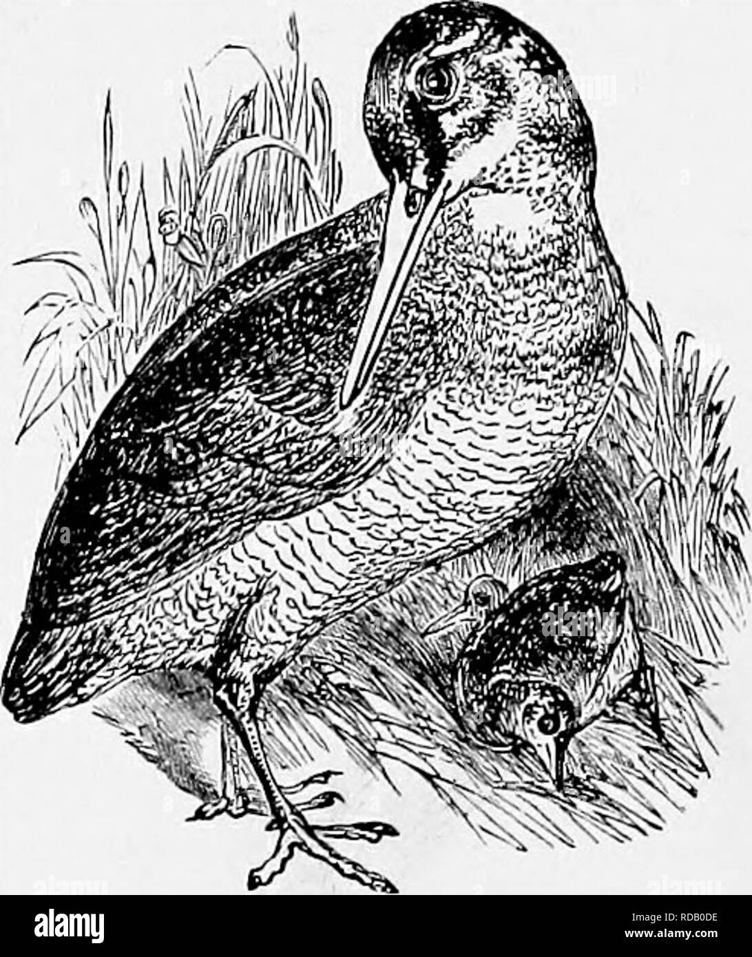 . Il popolare di storia naturale . Zoologia. La beccaccia. 39S passeri. Da questo post potevamo guardare i beccaccini con grande vantaggio e gli uccelli sarebbe venuto volteggiare sopra le nostre teste, tubazioni e drumming vigorosamente. In varie occasioni, quando un beccaccino era passando al di sopra di noi a così bassa una elevazione che il suo lungo becco cascante era nettamente visibile, egli si chinò sopra le nostre teste e pronunciò il suo " chic-un ! Chic-un !" simultaneamente con il " drumming", entrambi i suoni che sono distintamente udito allo stesso tempo. La prima volta che abbiamo sentito chiaramente il doppio suono era il 27 Giugno ma abbiamo ripetuto Foto Stock