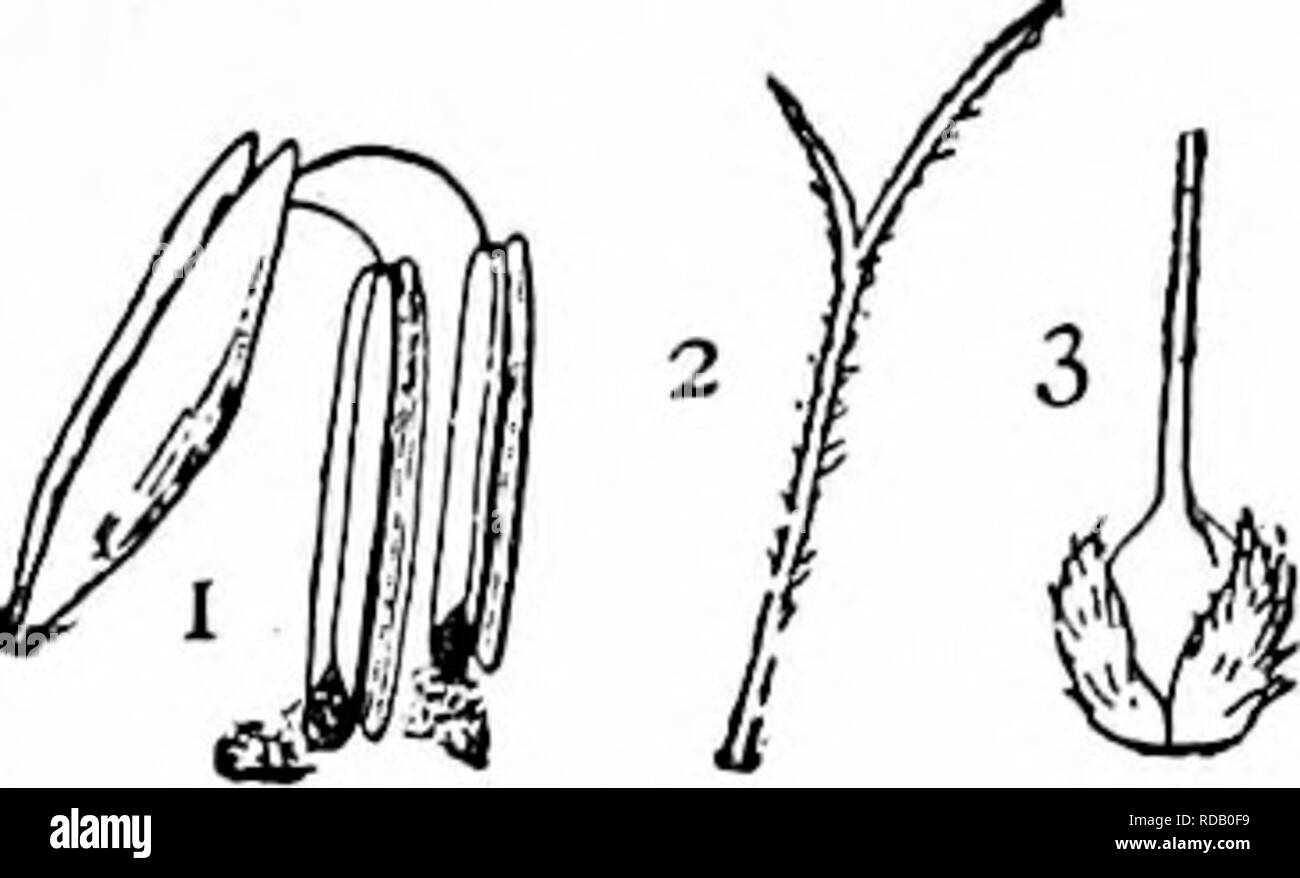 . Manuale di natura-studio per insegnanti e genitori, basato sulla natura di Cornell-studio di volantini. Lo studio della natura. Studio Cultivated-Plant 663. La cob mostra chiaramente che le righe sono associati. Il mais-seta è lo stile della pistillate fiori; e pertanto al fine di fissare il polline, deve estendersi dall'ovulo, che poi si sviluppa in un kernel, alla punta dell'orecchio, in cui essa sporge dalla estremità della sansa. Un calcolo del numero di chicchi in una fila e sull'orecchio fa molto buoni i,Theanlhersofcorn; 2, aritmetica lezione per gli alunni, specie aviaria^f/ "{".^ Foto Stock