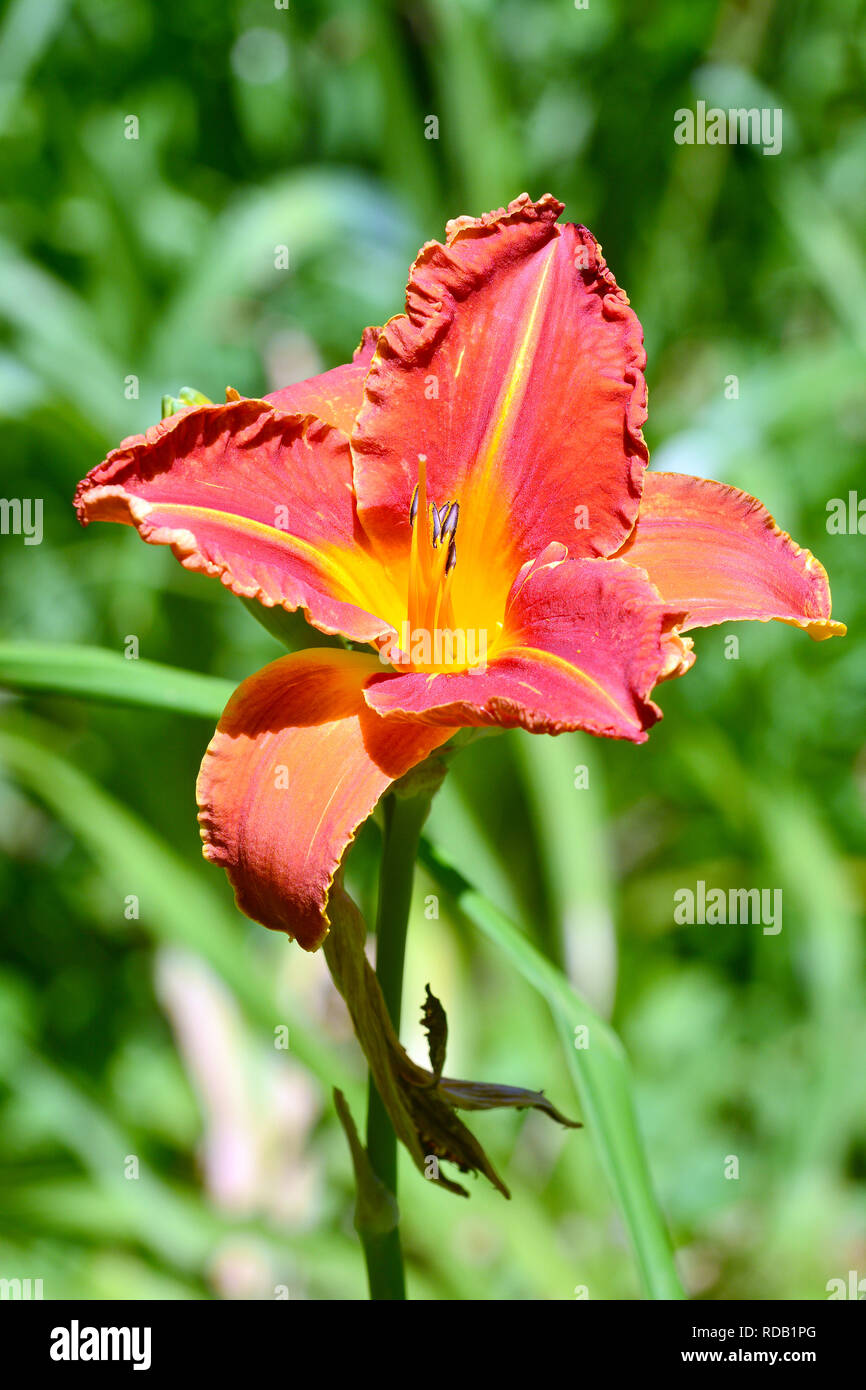 Lilien, liliom, Lilium sp. Foto Stock