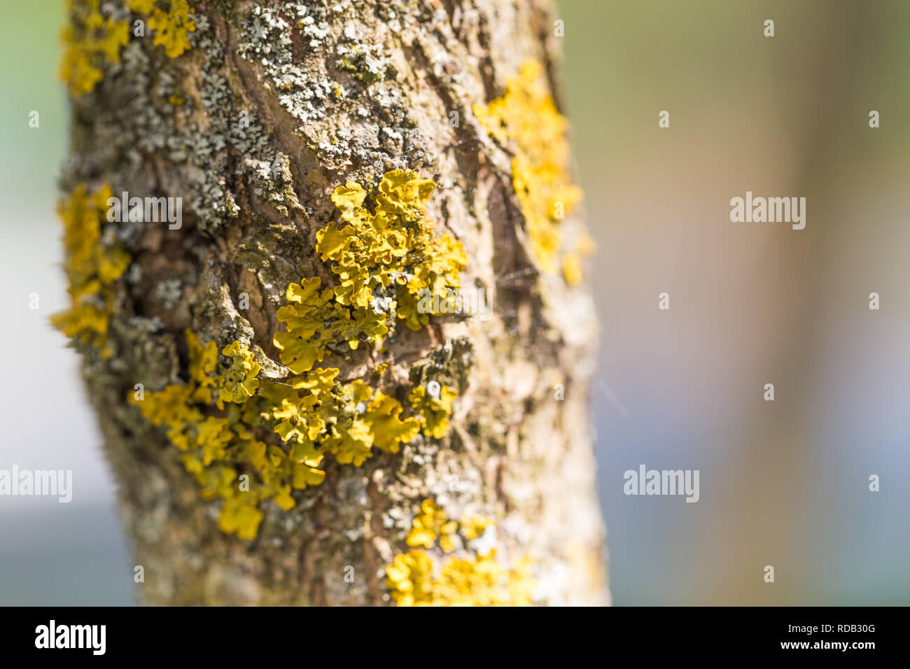 Il Lichen su un tronco di un albero da frutto in un giorno d'estate Foto  stock - Alamy