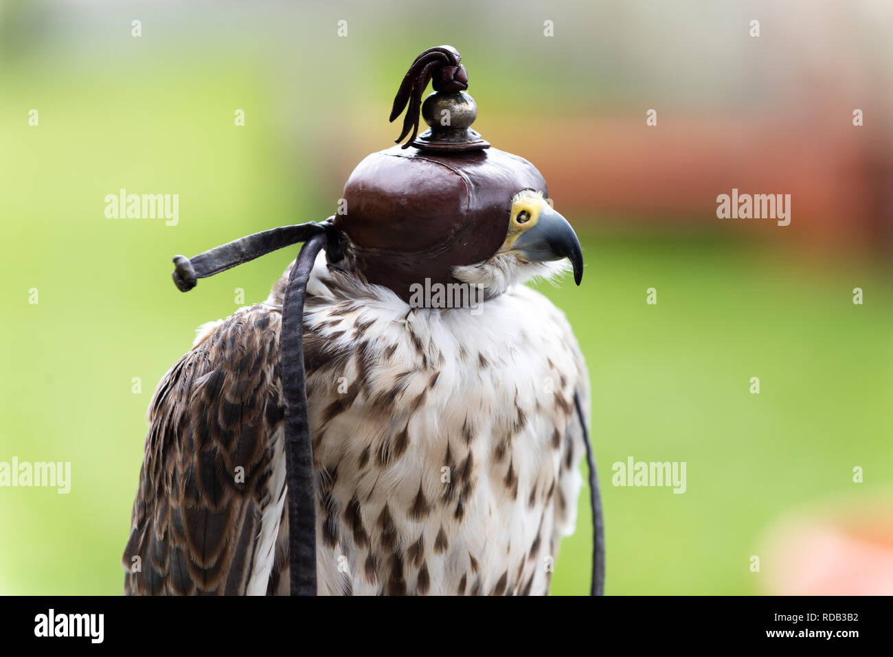 Falcon con una pelle privacy mask sulla sua testa dal lato. Foto Stock