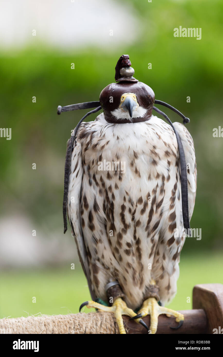 Falcon con una pelle privacy mask sulla sua testa frontale. Foto Stock