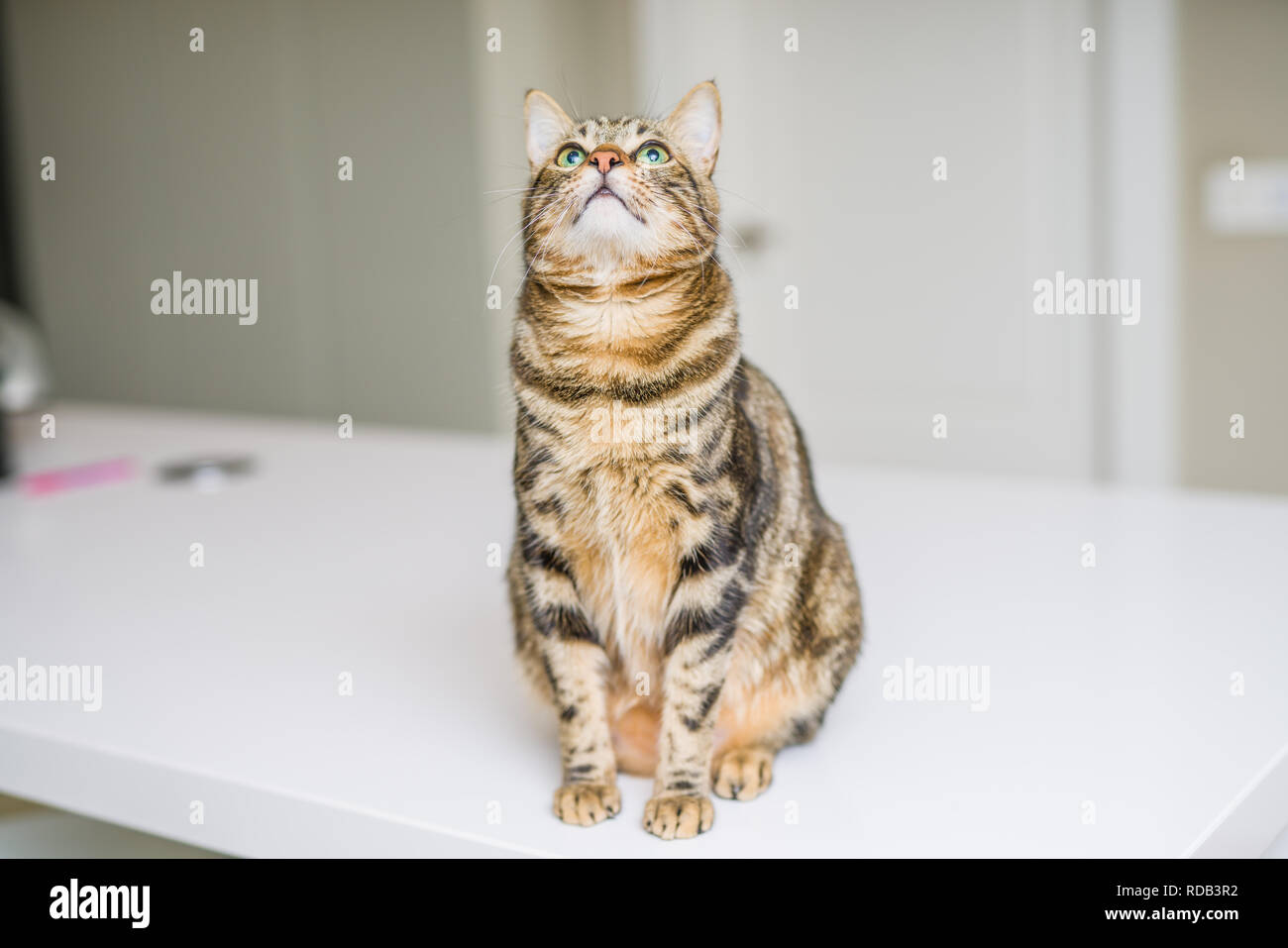 Carino capelli corti cat cercando curiosi e snooping a casa Foto Stock