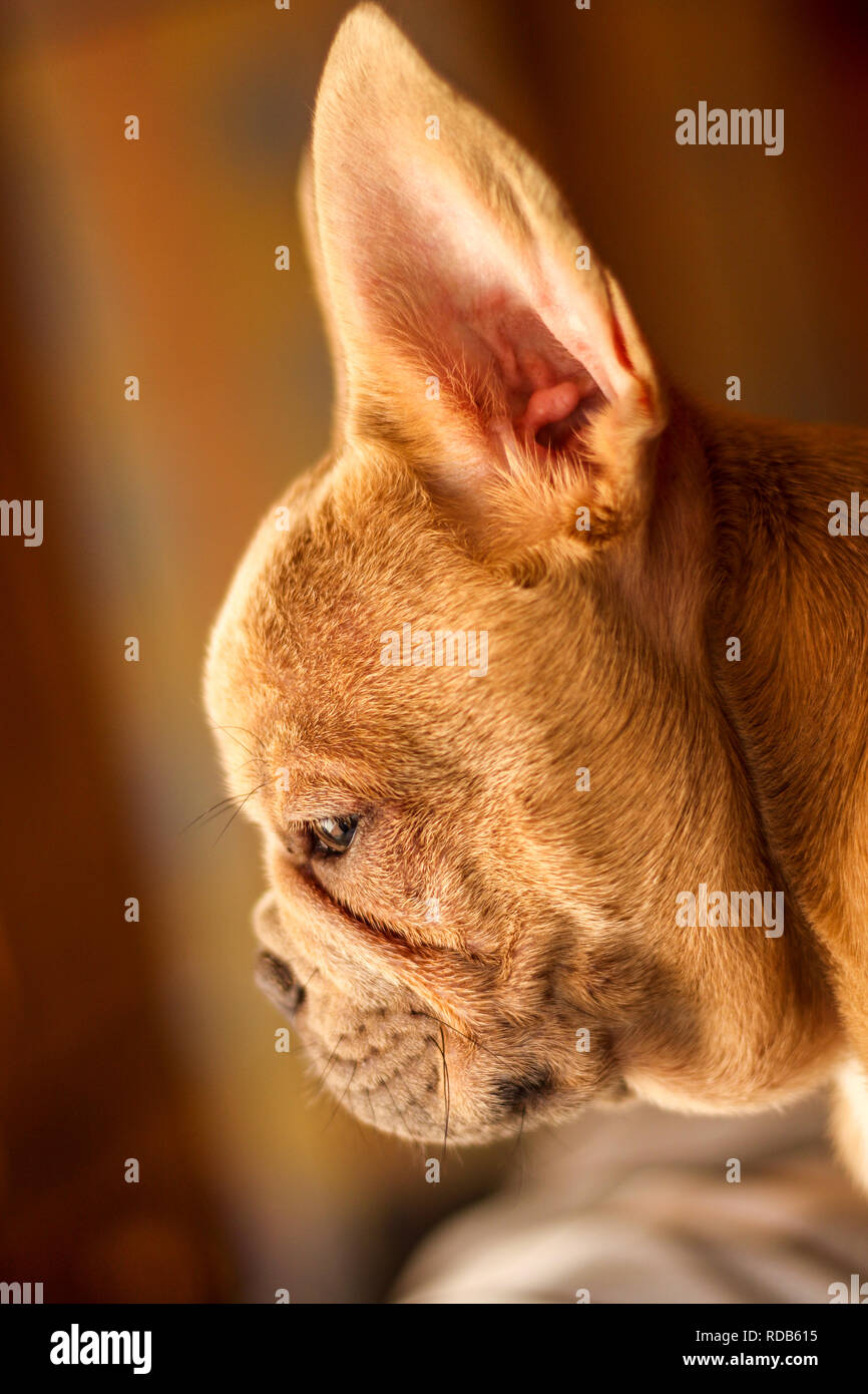 Colpo alla testa del bulldog francese Foto Stock