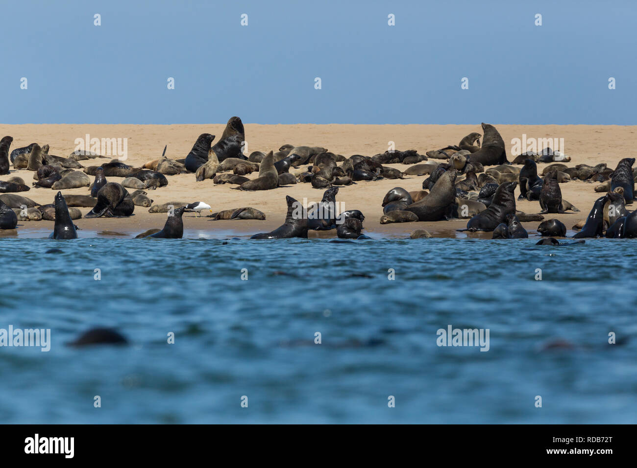 Naturale e selvaggio foche orecchie colonia (otariidae) in Namibia, acqua, coast Foto Stock
