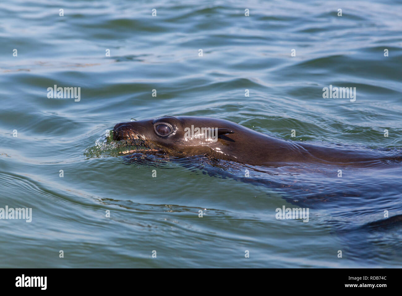 Uno naturale eared guarnizione (otariidae) nuotare in acque blu Foto Stock