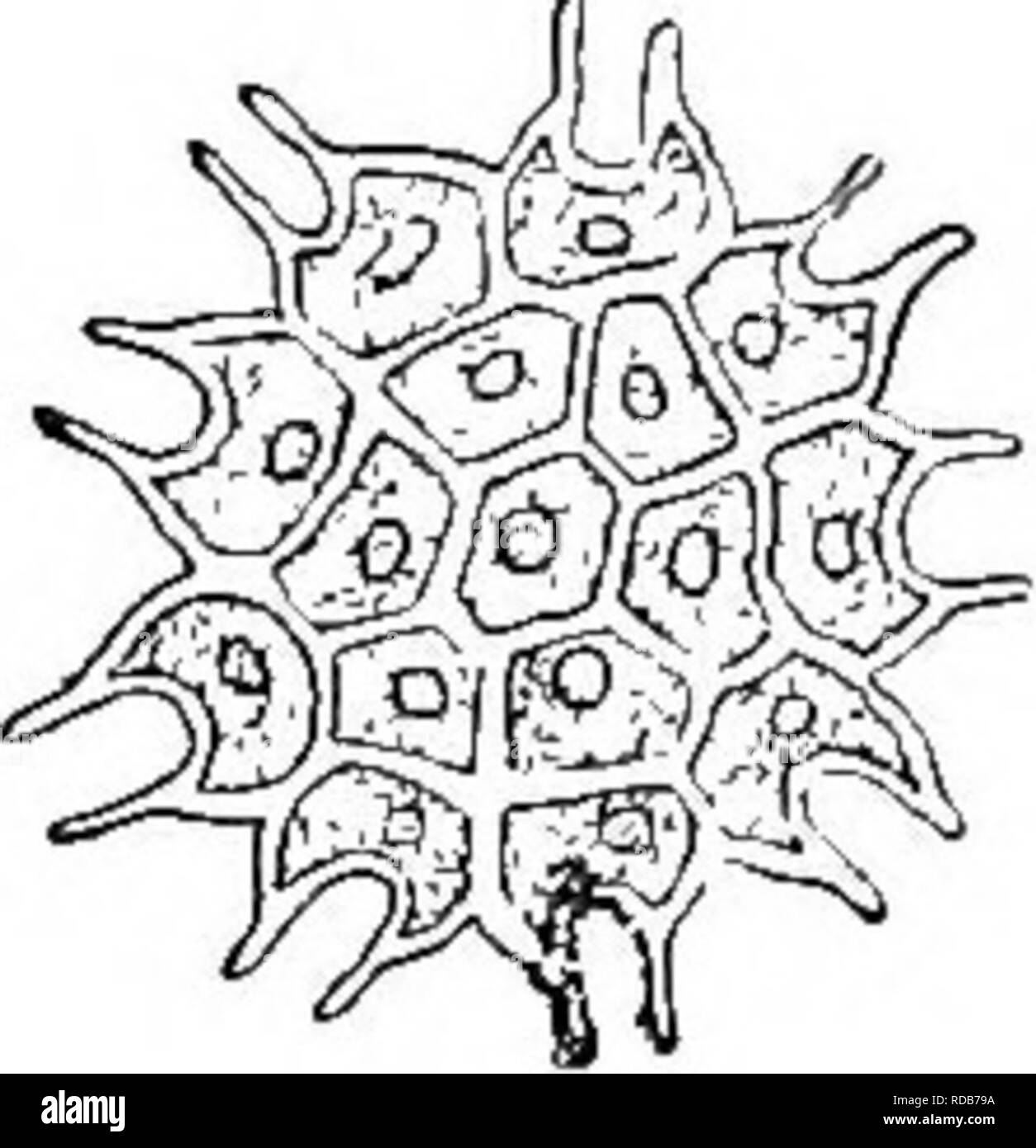 . Di acqua fresca biologia. Biologia di acqua dolce. i6o di acqua fresca biologia. 185 (183, 184) cellule quattro insieme, mai la formazione di lastre di grandi dimensioni. Da due a cinque spine sul margine esterno di ciascuna cella. Chodat Tetrastmm. Schmidle riguarda quelle forme con spine semplicemente come diverse specie di Slaurogenia. 186 (182, 177) cellule tour, giacenti su due piani Tetradesmus Smith. Questo cenobio assomiglia ad un Scenedesmus arrotolato e nella dimensione, forma e struttura delle celle sono lo stesso. : Â©â -/."%' Fig. 207. Tetradesmus msconsiensis Smith. X 1500. (Dopo Smith.) 187 (176) cenobio una rete grossolana o un c Foto Stock