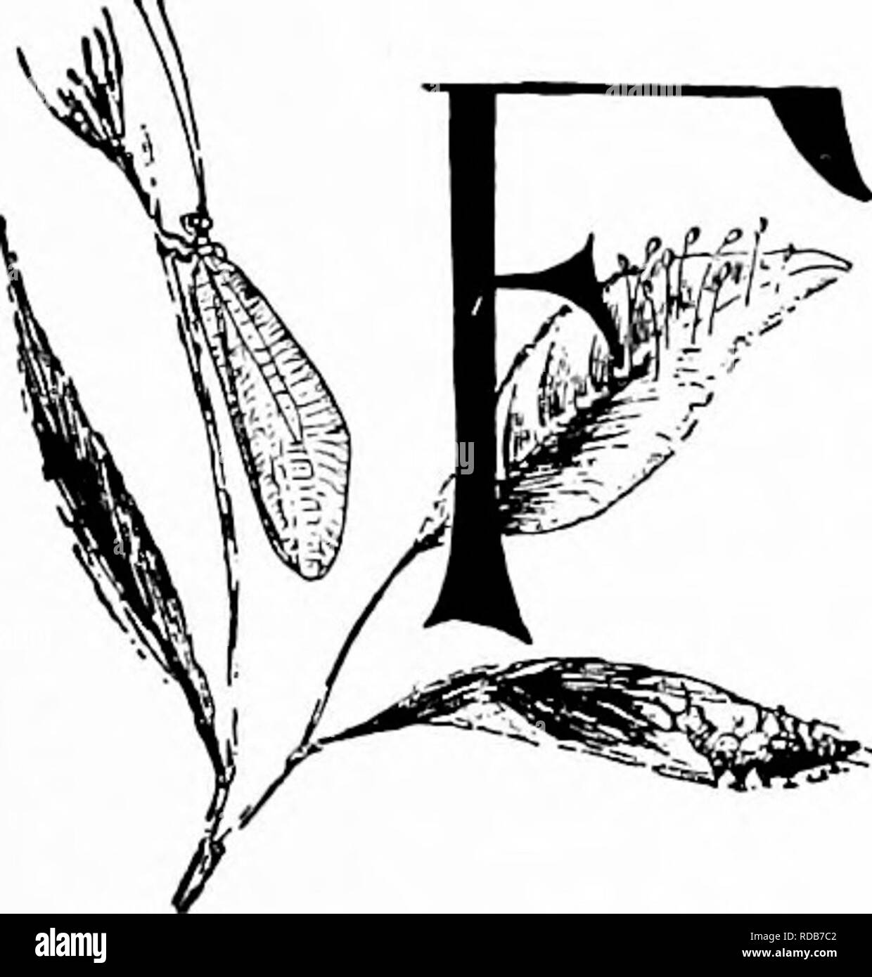 . Manuale di natura-studio per insegnanti e genitori, basato sulla natura di Cornell-studio di volantini. Lo studio della natura. Studio di insetto 397 2. Misurare uno dei box. Come ampia attraverso, e come profondo? Sono tutti i box della stessa dimensione ? Perché ? 3. Che cosa si può vedere come si guarda verso il basso nella ant-Lion's pit? Rotolo un piccolo ciottolo e vedere cosa succede ? Guardare fino a quando una formica viene fretta- ing lungo e scivola nella fossa. Che cosa succede poi? Come lei le lotte per uscire come è Lei ha bussato torna in? Cosa succede a lei se cade verso il basso? 4. Prendere una cazzuola e scavare il doodle-bug. Qual è la forma del suo corpo Foto Stock