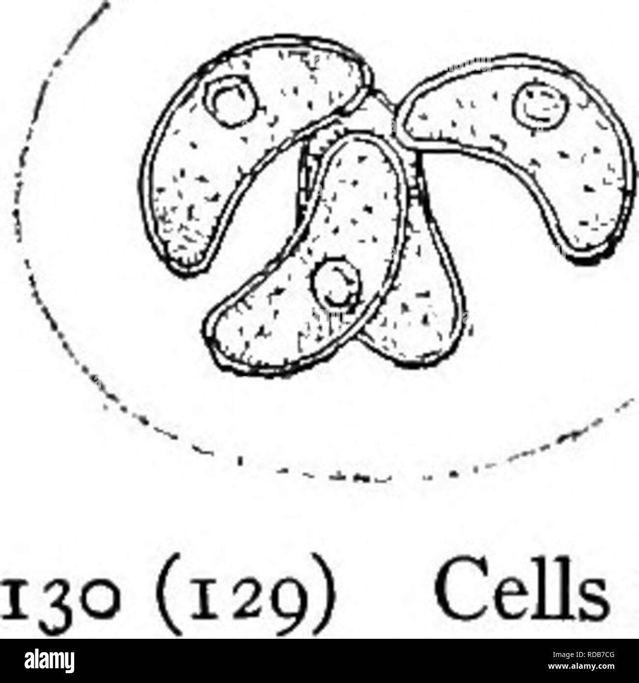 . Di acqua fresca biologia. Biologia di acqua dolce. Di acqua fresca colonie di biologia alquanto cubica, che mostrano un colore scuro, strato gelatinoso tra le cellule Gloeotaenium Hansgirg. Cellule globose o appiattita, colonie di due, quattro o otto celle, con ampie pareti lamellate. La riproduzione da parte di aplanospores. Fig. 171. Gloeotaenium loitelsbergerianum TUsLHagixg. X 220. (Dopo Transeau.) 128(110,127) colonie la forma delle singole celle 129 129 (130) cellule reniform, colonia della stessa forma ovale o. Nageli Nephrocytium. Cellule singole o in cluster, come in Sphaerocysiis, ma reniform in forma. Nephrocytium resemb Foto Stock