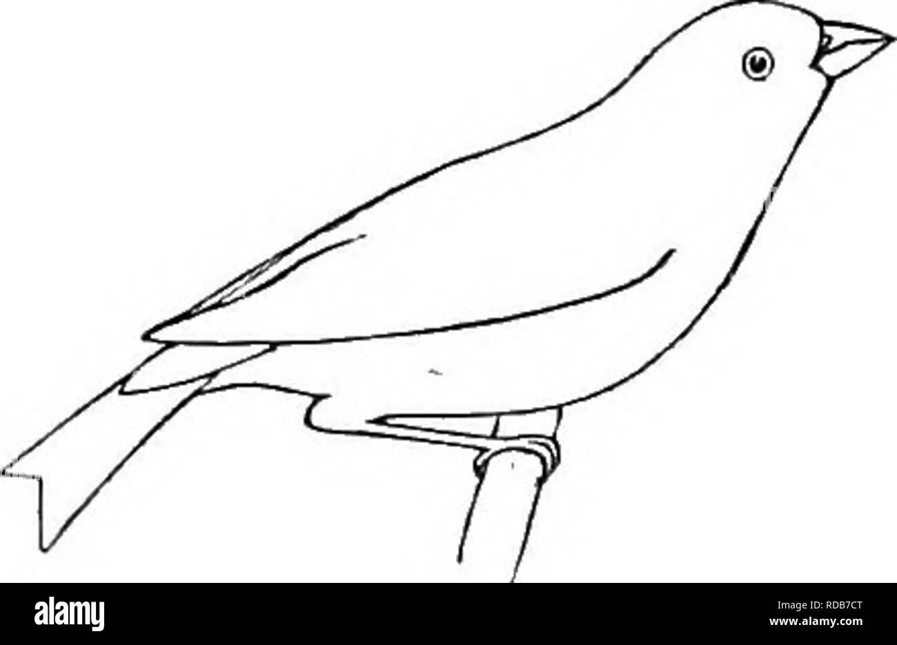 . La terra-uccelli e gioco-uccelli del New England; con le descrizioni degli uccelli, i nidi e le uova, le loro abitudini e le note con le illustrazioni;. Gli uccelli. Fringuelli. 179 rappresentavano unicamente da una differenza di gusto, poiché entrambe le specie abitano molto le stesse regioni. Certamente la natura ha creato molto per amore dell uomo gradevole per varietà da soli. d. Il Pino Grosbeaks hanno una caratteristica nota singola, un forte e chiaro, ma un po' plaintive fischio che spesso viene ripetuto diverse volte e anche qualche subì fischietti, non udibile in qualsiasi grande distanza. Vorrei qui citare brevemente dal mio ufficiale. " Foto Stock