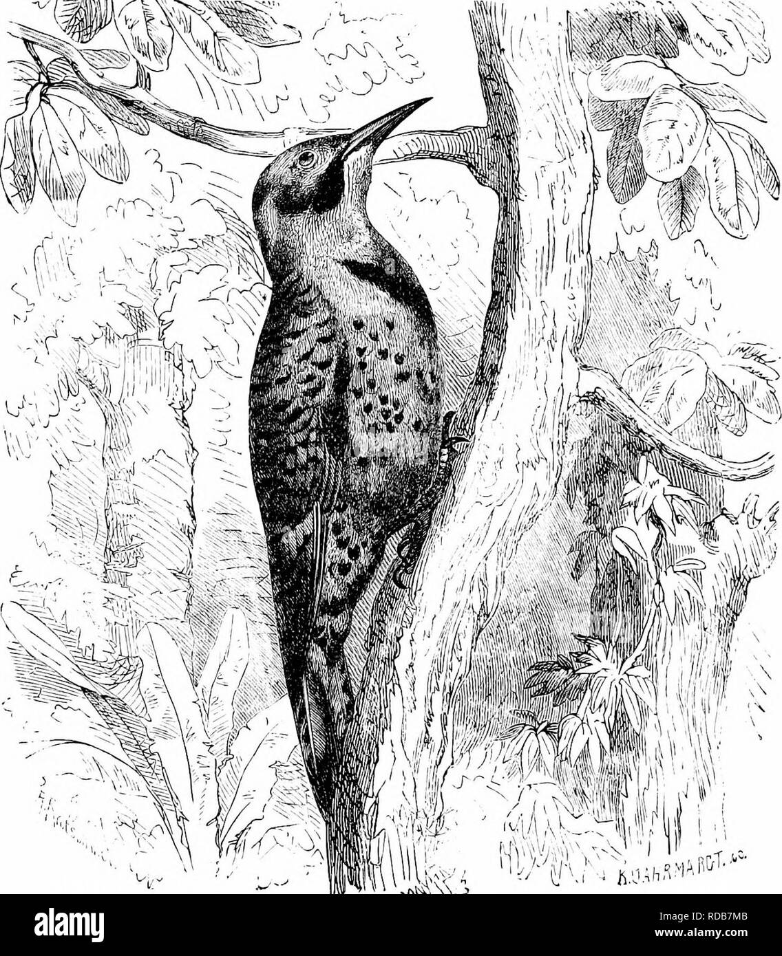 . Chiave per uccelli del Nord America. Contenente un conciso conto di ogni specie di vita e di uccelli fossili attualmente conosciuti dal continente nord del Messico e degli Stati Uniti, di confine inclusive della Groenlandia e la Bassa California, con il quale sono incorporati generali di ornitologia: un contorno della struttura e la classificazione degli uccelli; e campo ornitologia, un manuale di raccolta, preparazione e conservazione degli uccelli. Gli uccelli; uccelli; 1887. I9'2 UN SISTEMA TIC SINOSSI. - PICABIJE - PIGIF0BME8. Analisi di specie. Baffi rosso in ^f ; n. rosso sulla nuca in cf $ ; ali e la coda rosso-arancione sotto; c Foto Stock