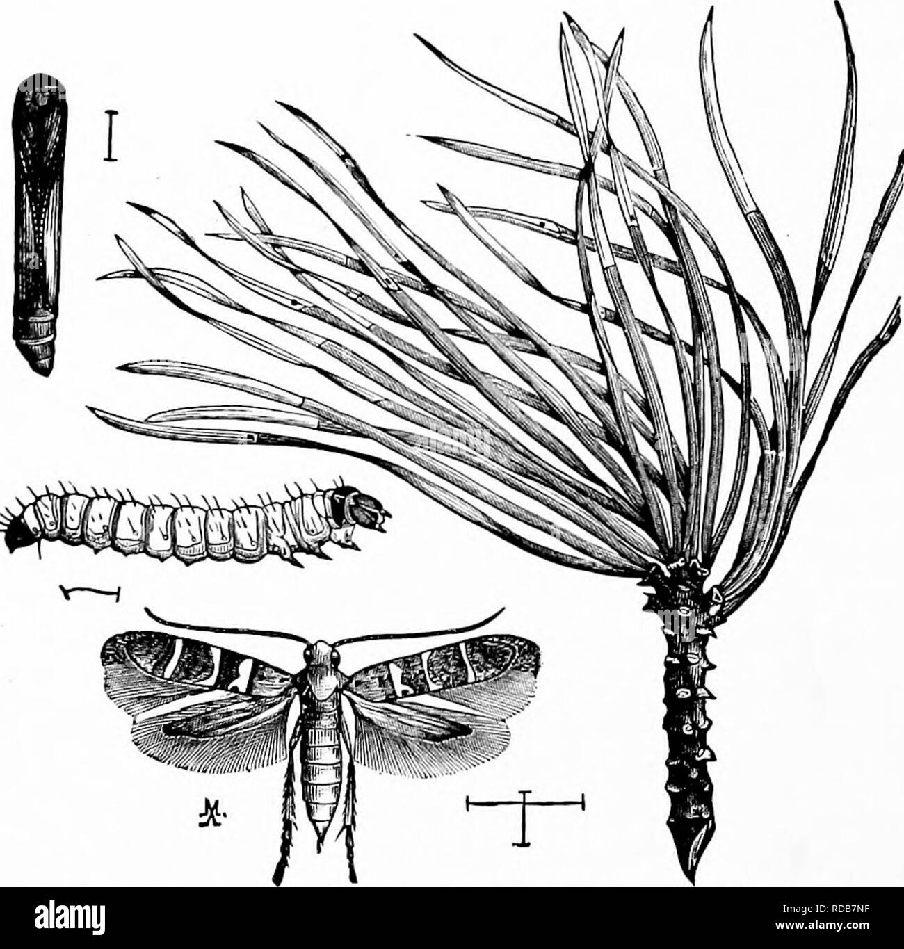. Manuale di natura-studio per insegnanti e genitori, basato sulla natura di Cornell-studio di volantini. Lo studio della natura. Tromba mine in foglia di apple. Foto di M. V. Slingerland, crescita rende più ampio httle la porta attraverso la quale esso è entrato; fa questo molto ordinatamente, la porta è ancora un ovale, e sembra come se fosse fatto con l'uso di separatori. Dopo aprendo la porta, il bruco cambia per un po', lunga pupa, molto vicino alla sua uscita; e successivamente emerge, come uno squisito piccolo moth con bande argentea sulla sua stretta, ali marrone e un lussuoso fringe sui bordi della sua stretta, hind wing Foto Stock