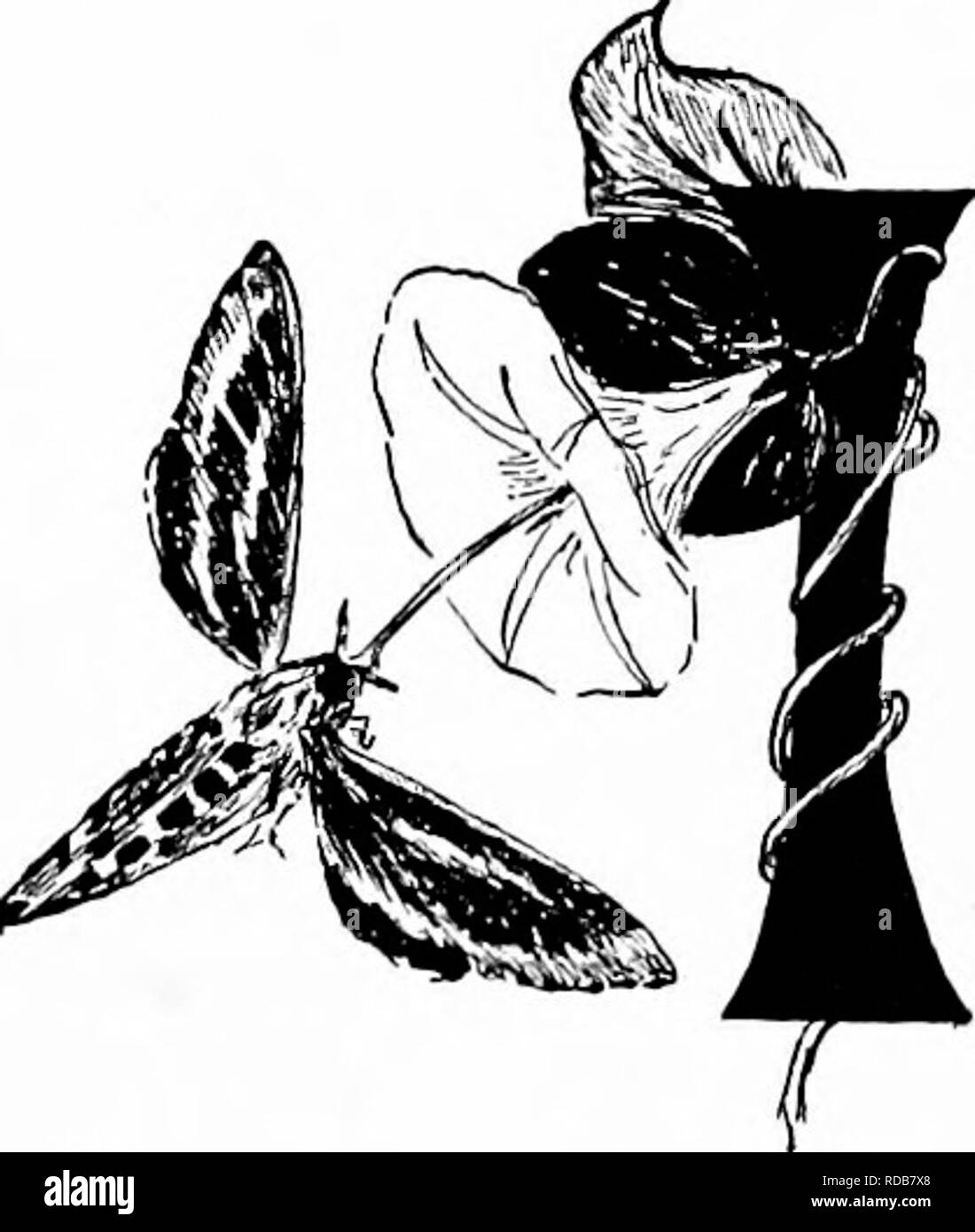 . Manuale di natura-studio per insegnanti e genitori, basato sulla natura di Cornell-studio di volantini. Lo studio della natura. 34° Handbook of Naiure-Sttidy. Il Colibrì. O SPHINX, falene insegnante di storia 'F durante la sera presto, quando tutti i swift hum- ming gli uccelli sono abed, sentiamo whirr di rapidamente spostando le ali e rilevare la sfocatura di loro nel crepuscolo, come se la creatura da essi trasportate appese incantata prima di alcuni profondi-throated fiore, e poi sibilò via come un proiettile, sappiamo che era un colibrì o sphinx, falena. E quando vediamo un bruco con un avvisatore acustico sulla parte sbagliata del corpo, un Foto Stock