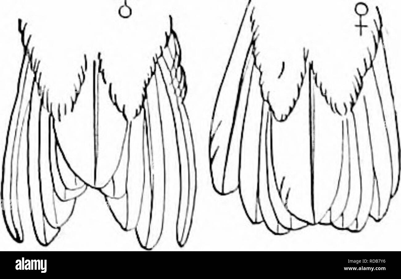 . Chiave per uccelli del Nord America. Contenente un conciso conto di ogni specie di vita e di uccelli fossili attualmente conosciuti dal continente nord del Messico e degli Stati Uniti, di confine inclusive della Groenlandia e la Bassa California, con il quale sono incorporati generali di ornitologia: un contorno della struttura e la classificazione degli uccelli; e campo ornitologia, un manuale di raccolta, preparazione e conservazione degli uccelli. Gli uccelli; uccelli; 1887. .. Fig. 311. Â AnnaHummiug-bhd, tf, nat. dimensioni. (Da Elliot.) interamente verde, questi avente estremità scura in ruftm ? ; Rufous sulla coda laterale-piume confinata alla Foto Stock