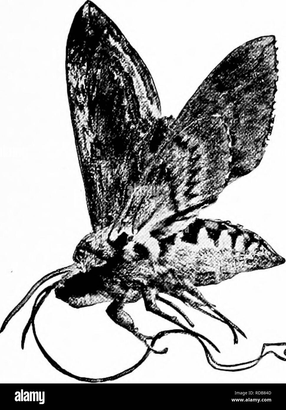 . Manuale di natura-studio per insegnanti e genitori, basato sulla natura di Cornell-studio di volantini. Lo studio della natura. Gli insetti Sitidy 313. ^ j:^ una sfinge moth con la linguetta di aspirazione srotolato. foglie, altri hanno un tubo di aspirazione per ottenere i succhi di vegetali o di sangue di animali e altri lunghi tubi delicato per sorseggiare il nettare dai fiori. In insetti pungenti, la bocca- parti sono costituiti da un labbro superiore e il labrum e sotto il labbro, il labium, e due coppie di ganasce tra loro. La coppia superiore delle ganasce è chiamato le mandibole e la coppia inferiore, il maxillse (sing, mascella). Ci può essere un Foto Stock