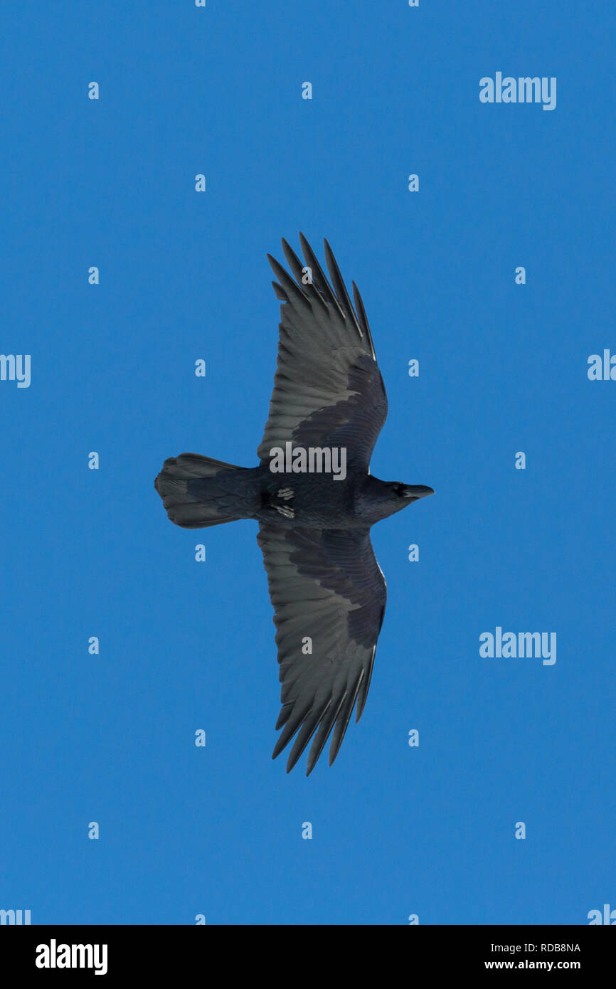 Nero naturale nord del corvo imperiale (Corvus corax) in volo, cielo blu Foto Stock