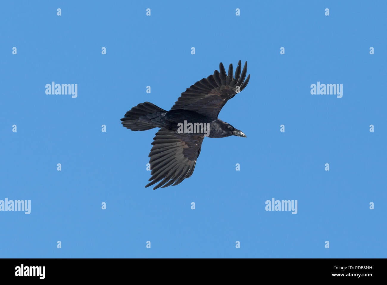 Uno naturale nord del corvo imperiale (Corvus corax) in volo, cielo blu Foto Stock