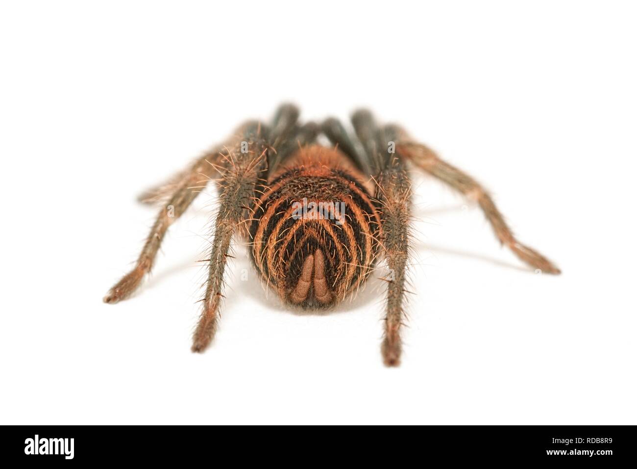 Davus fasciatus / Cyclosternum fasciatum Foto Stock