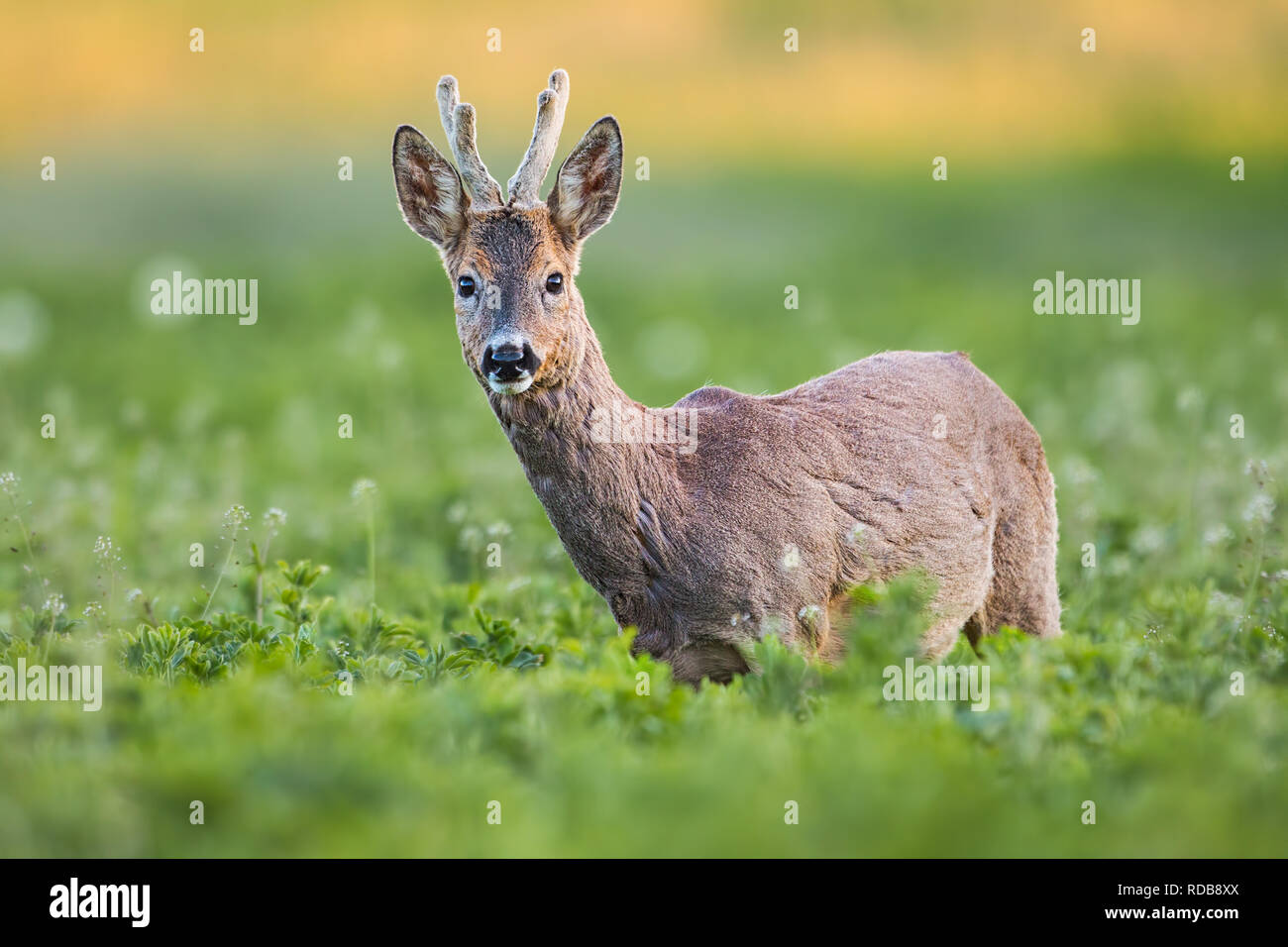 Curioso il capriolo Capreolus capreolus, buck in primavera in piedi sul verde e fresco campo. Foto Stock