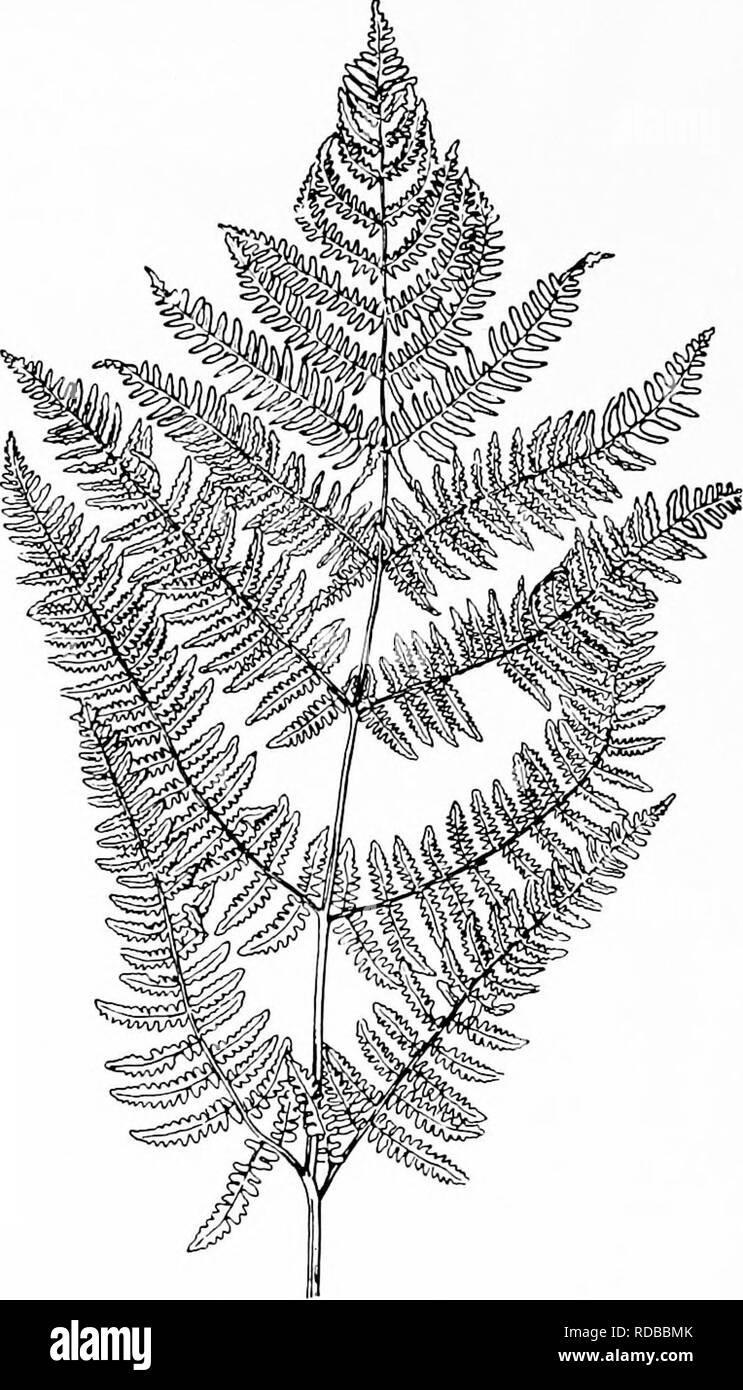 . Piante fossili : per gli studenti di botanica e geologia . Paleobotanica. 306 FILICALES [CH. aceae e thalloid epatiche^ è degno di menzione come uno dei tanti possibili insidie per essere evitati mediante la studente paleobotaniche hanno dimostrato. La lunga fronde lineare di tali generi come Vittaria e Monogramme potrebbe essere ben identificati in un stato di fossili come le foglie di un'erba-come monocotiledoni, o confrontati con la. Fig. 236 h. Pteris aquilina. Foglia dalla stessa pianta cresciuta fuori di porte, (i nat. dimensioni.) Dopo Boodle. fogliame di Isoetes Pilulana o. La somiglianza di alcune foglie di felce con venatura reticolata a thos Foto Stock