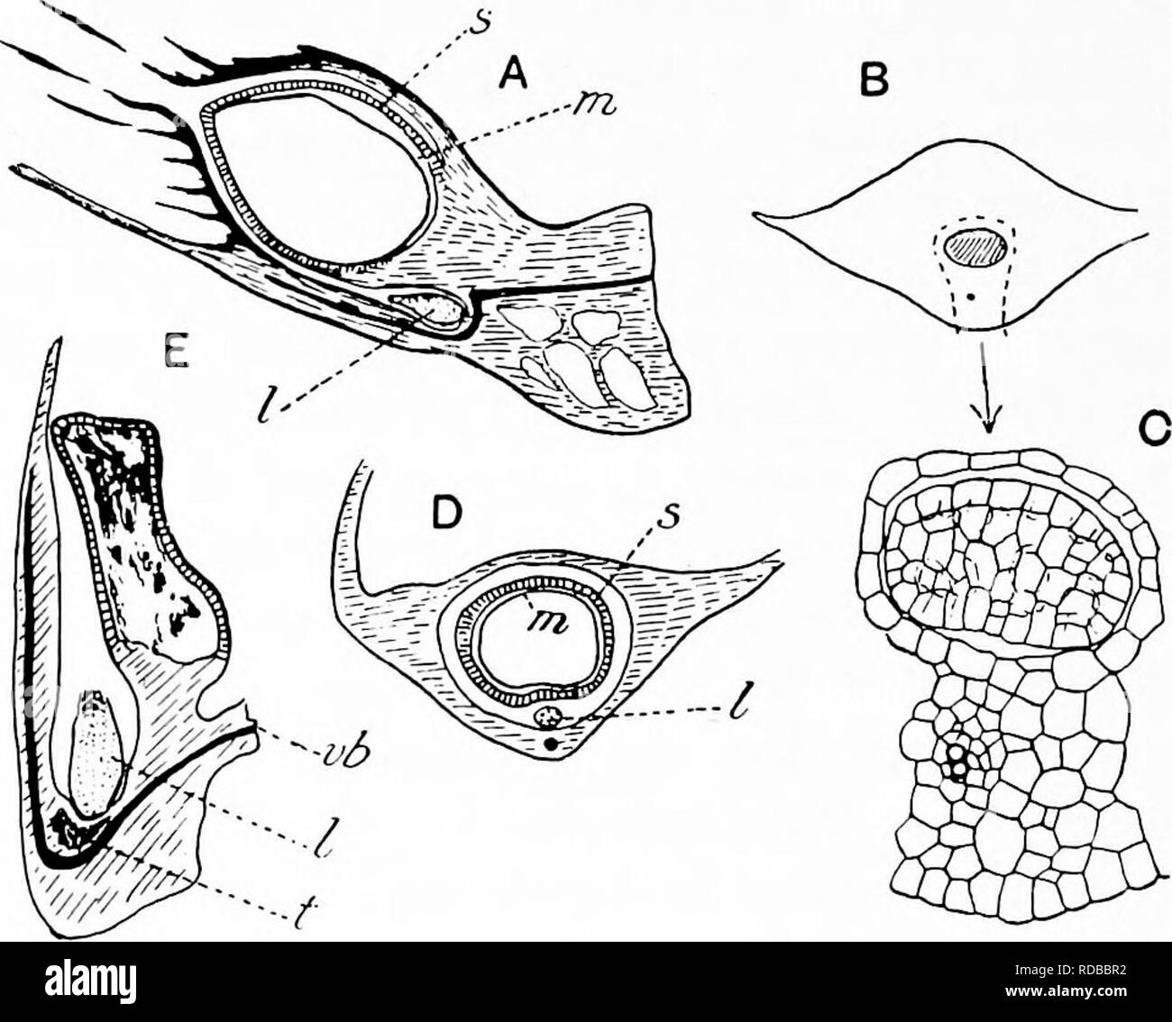 . Piante fossili : per gli studenti di botanica e geologia . Paleobotanica. 276 LYCOPODIALES [CH. Miadesmia finora pubblicato lo dobbiamo al dottor Benson la cui descrizione è basata su campioni provenienti da diverse fonti. Miadesmia membranacea, Bertrand. Fig. 219, A-D. La sottile stelo, caratterizzato da disparità di dicotomia, ha un unico protostele composta da scalariform tracheids con 3-6 protoxylem periferico gruppi. Una zona di un tessuto delicato sur-. FiG. 219. A-D Miadesmia ; E Bothrodendron. A. Kadial sezione di megasporophyll: s, sporangium ; vi, mega- spora ; I, ligula. (Da un disegno gentilmente prestato dalla onorevole D. H. Sc Foto Stock