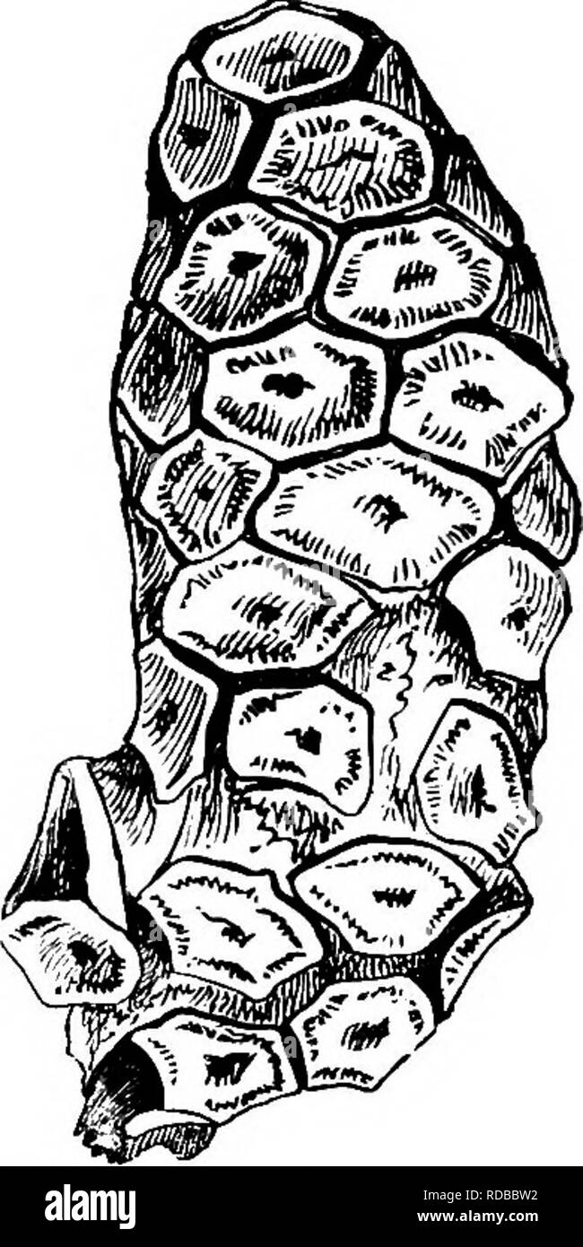 . Piante fossili : per gli studenti di botanica e geologia . Paleobotanica. 352 SEQtrOIINEAE [CH. Conites ovalis (Carruthers). Il tipo di campione da Gault di Folkestone^ ovale è un cono 6 cm. di lunghezza e circa 2-5 cm. di diametro; le scale sono cuneate e le estremità esposte allungata trasversalmente e esagonale (fig. 766). Essa reca una stretta somiglianza con Geinitzia gracillima, ma in assenza di qualsiasi dettaglio con riguardo alle caratteristiche anatomiche o semi non-com- mittal nome Conites viene impiegato. Holsti Sequoiites Conwentz ex Nathorst MS. Questa specie^, dalla sabbia Holma- stone (Senonian) di svedese Foto Stock