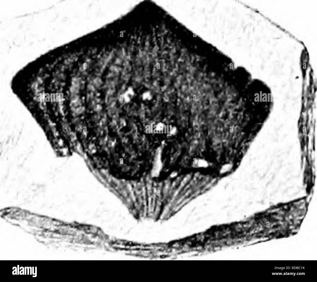 . Piante fossili : per gli studenti di botanica e geologia . Paleobotanica. XLV] DAMMAKITES 249 Dammarites borealis (Heer). Sebbene -è chiaramente impossibile da definire con precisione i limiti di specie sulla base di scale staccate variano notevolmente in termini di dimensioni e forma diverse tipologie sono state registrate, particolarmente da diverse località sulla costiera atlantica pianura del nord America^. I moduli di grandi dimensioni può con- veniently essere incluso in Dammarites borealis Heer e moduli più piccoli sono illustrati da Protodammara speciosa Holl. e Jeff.^ è probabile che questi due tipi sono genericamente identici Foto Stock