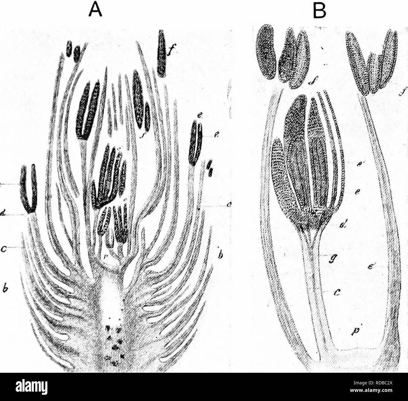 . Gli studi di botanica fossile . Paleobotanica. CORDAITEAE 537 è aperto a diverse interpretazioni. M. Renault riguarda il maschio " fiore" come costituito da un gruppo di due o tre stami all apice della amento, ma come ridotta a un singolo stame, dove la posizione è ascellare. Conte Solms-Laubach preferisce considerare ognuna. Fig. 193.- Cordaia.nth.us Pcnjcni. * A. sezione longitudinale di amento maschile, un asse, ; /&GT;, sterili brattee ; c, filamento, recanti il polline-sac (?) nella parte superiore ; d, incrocio di fila- mento con il polline-sac f, staccato il polline-sac ; R1, con l'apice dell'asse, con stami intorno Foto Stock