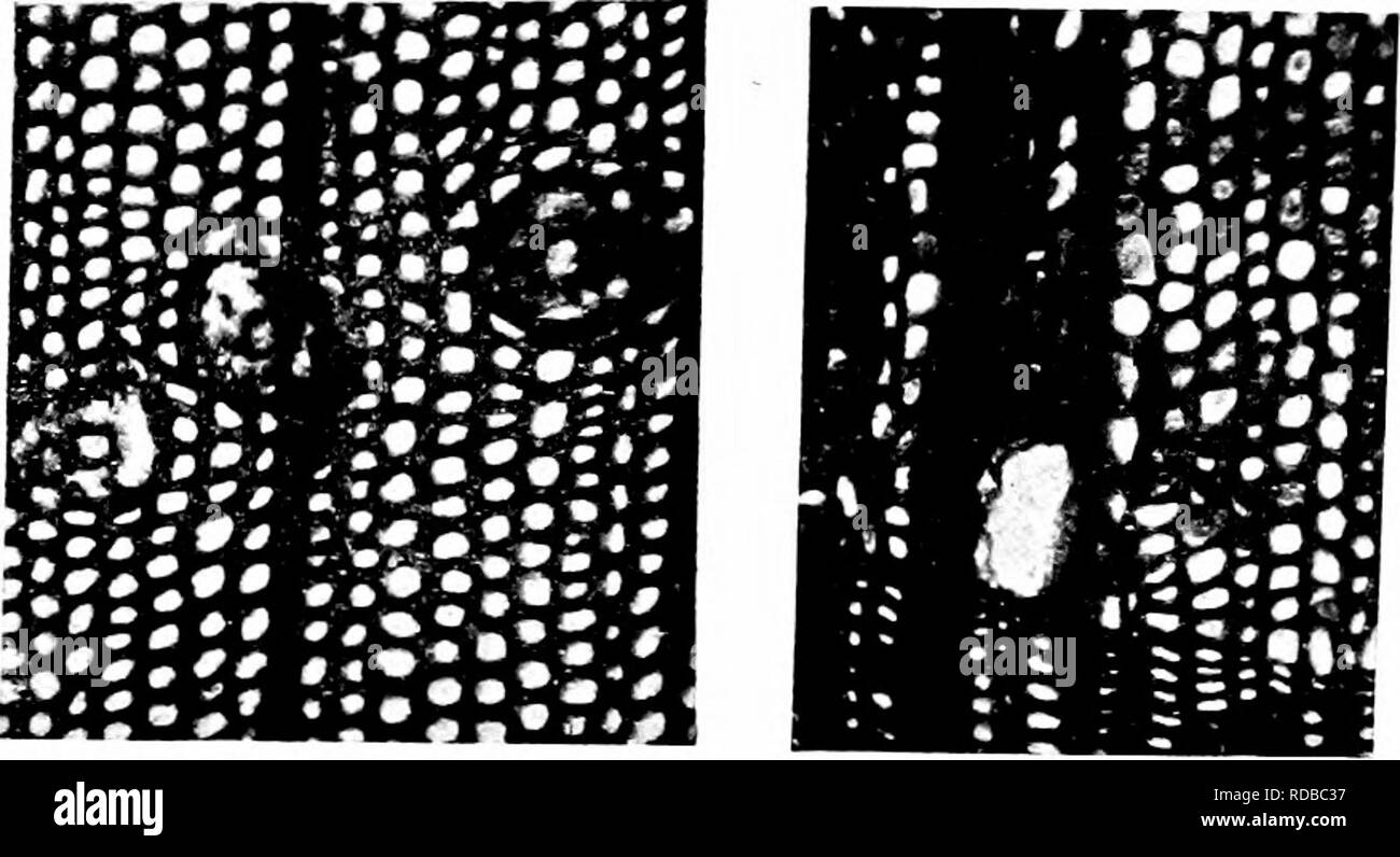 . Piante fossili : per gli studenti di botanica e geologia . Paleobotanica. 222 CONIFERALES [CH. dalla stessa fonte del legno Dadoxylon. Anche se probabilmente Jurassic, una fonte terziaria non è in alcun modo esclusa. Kraus^ trasferito Witham le specie del genere Pityoxylon e che il nome è utilizzato da Schroeter ^ e Schenk ^. I campioni su cui il seguente account si basa sono la maggior parte di loro nel British Museum. Gli anelli annuali definiti chiaramente, solitamente 1-1-5 mm.. Si prega di notare che queste immagini vengono estratte dalla pagina sottoposta a scansione di immagini che possono essere state migliorate digitalmente per la leggibilità - colorazione e app Foto Stock