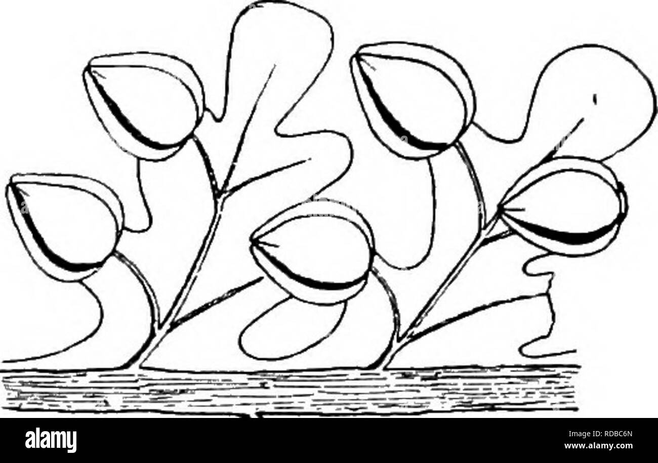 . Gli studi di botanica fossile . Paleobotanica. PECOPTERIDEAE 467 sono attaccati alle estremità della stout vene laterali delle pinnule (vedere Fig. 175). Essi sono descritti come formanti un angolo ampio, quando nella condizione naturale, con il piano della lamina, in modo che essi alcun dubbio appeso liberamente verso il basso dal lato di sotto della fertile frond. I semi, come quelli di Aneimites, sono alati (Fig. 175), e assomiglia Samaropsis, seme di gimnosperme Porycordaites (vedere p. 520) in modo così stretto che i due possono essere facilmente confusi quando si trova isolato. La specie P. Pluck- eneti appartiene a una sezione del genere c Foto Stock