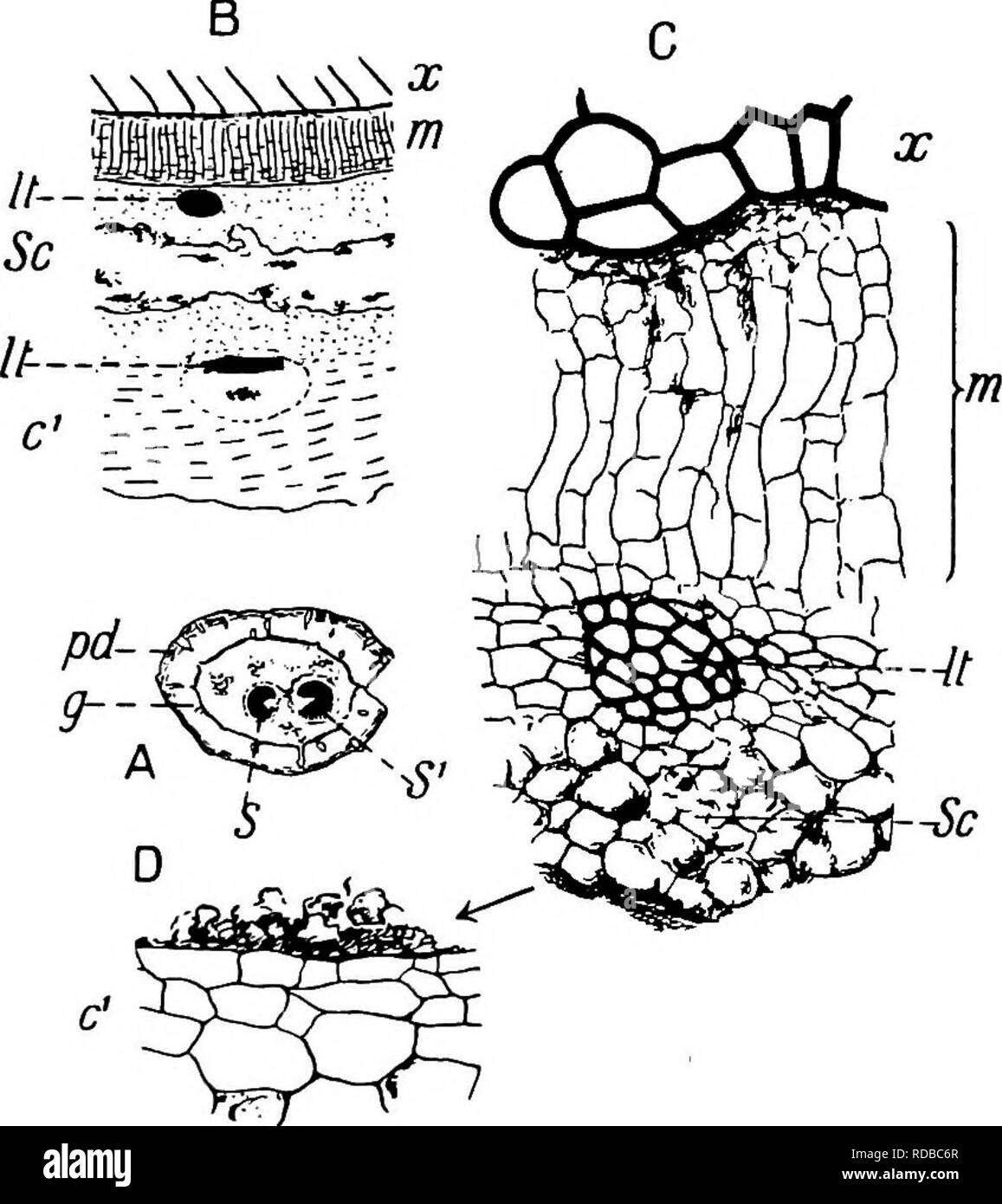 . Piante fossili : per gli studenti di botanica e geologia . Paleobotanica. xv] LEPIDODENDRON 121 un esempio di grande e parzialmente decorticate stelo è accordata dal campione (16 x 7*5 cm.) mostrato in fig. 153. La forma irregolare della superficie scanalata è formata di piuttosto spesse pareti phelloderm, in cui si verificano disposta tangenzialmente righe . di trefoli di secrezione. La forma rastremata della corteccia secondaria come esso si attesta internamente sulla corteccia primario è illustrata molto chiaramente nel disegno (cf fig. 151, C). La stele in questo molto più vecchio stelo è costituito principalmente di legno secondario.. Maiale. 154. Lepidodendroti vasculare. Shoot Foto Stock